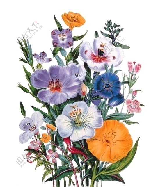 花卉油画3050厘米X60厘米
