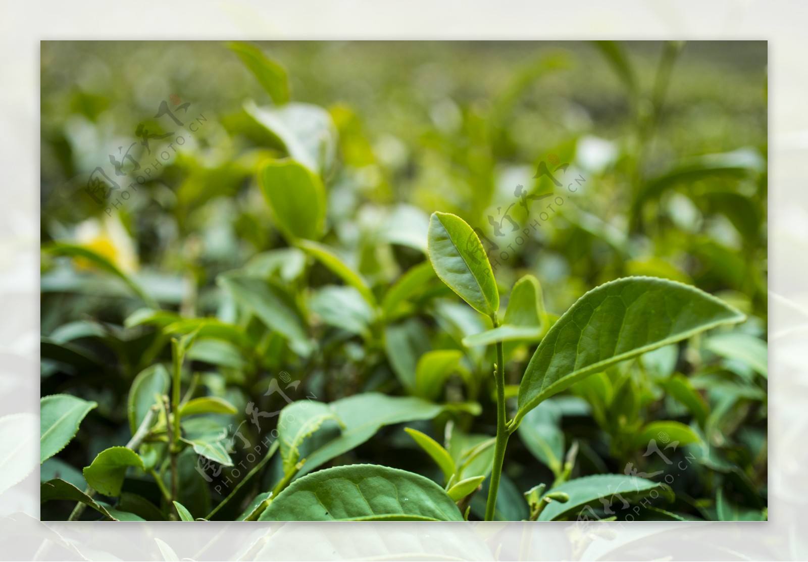 嫩绿的茶叶