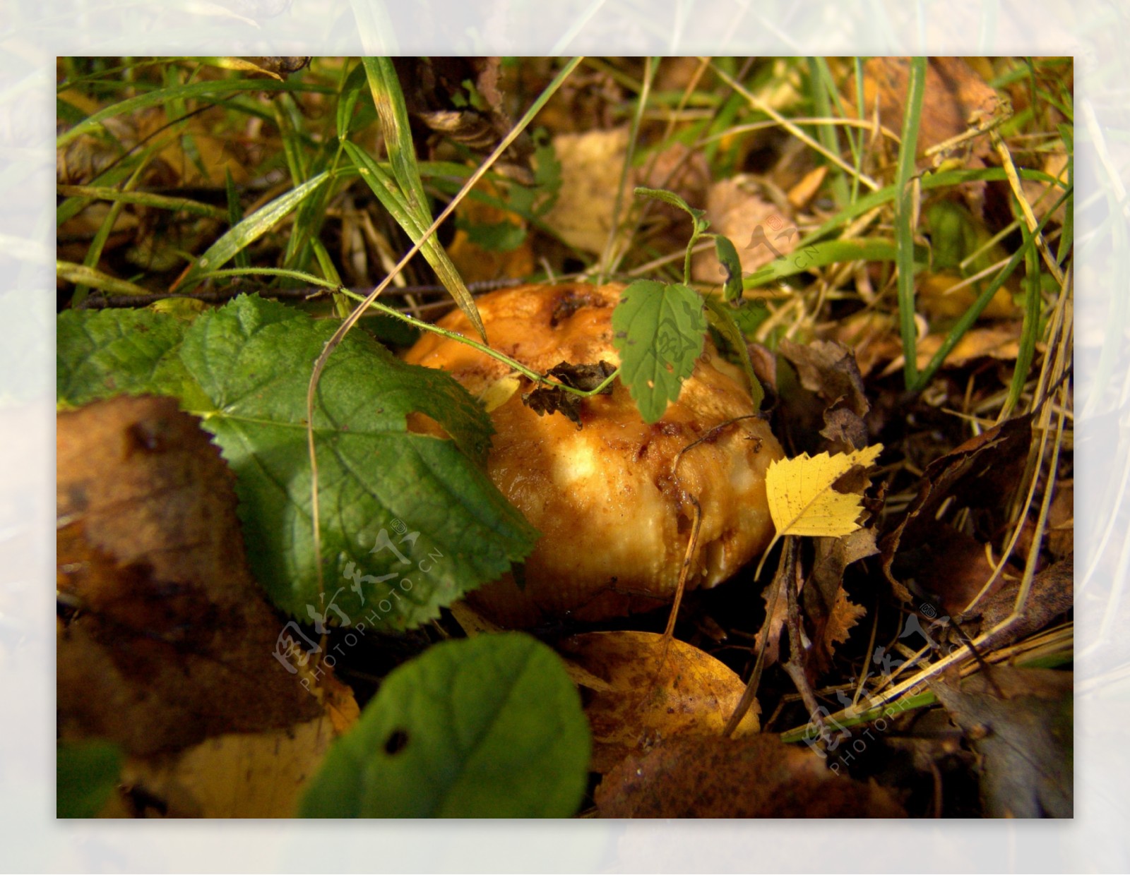 地上的蘑菇