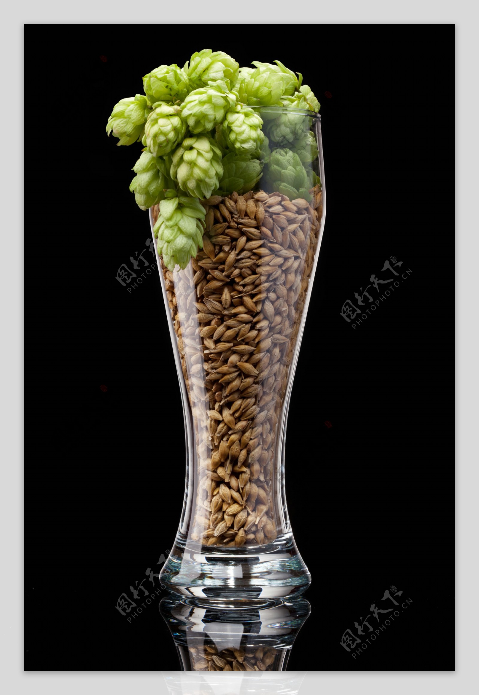 玻璃杯中的大麦和啤酒花