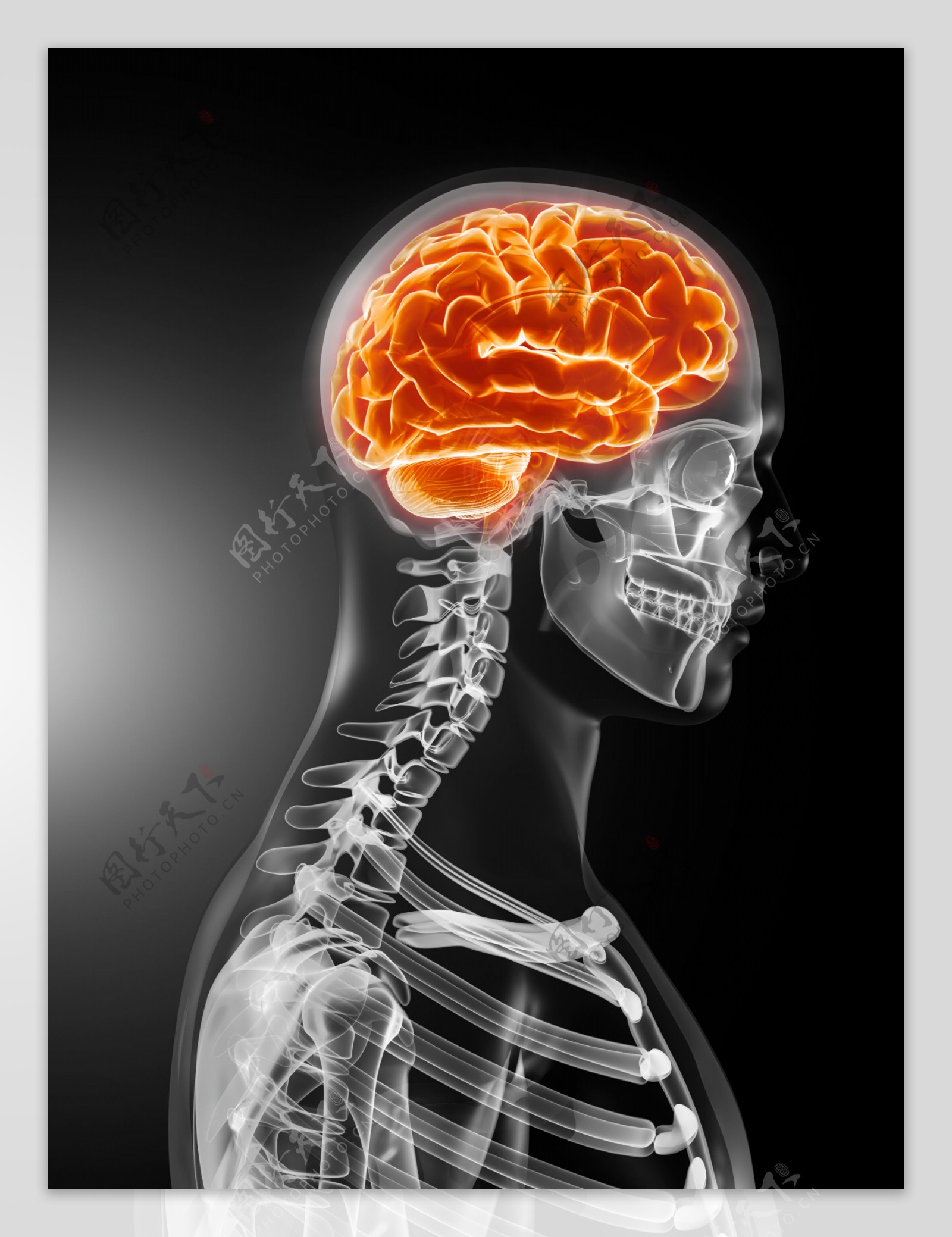 人体大脑与人体骨架图片