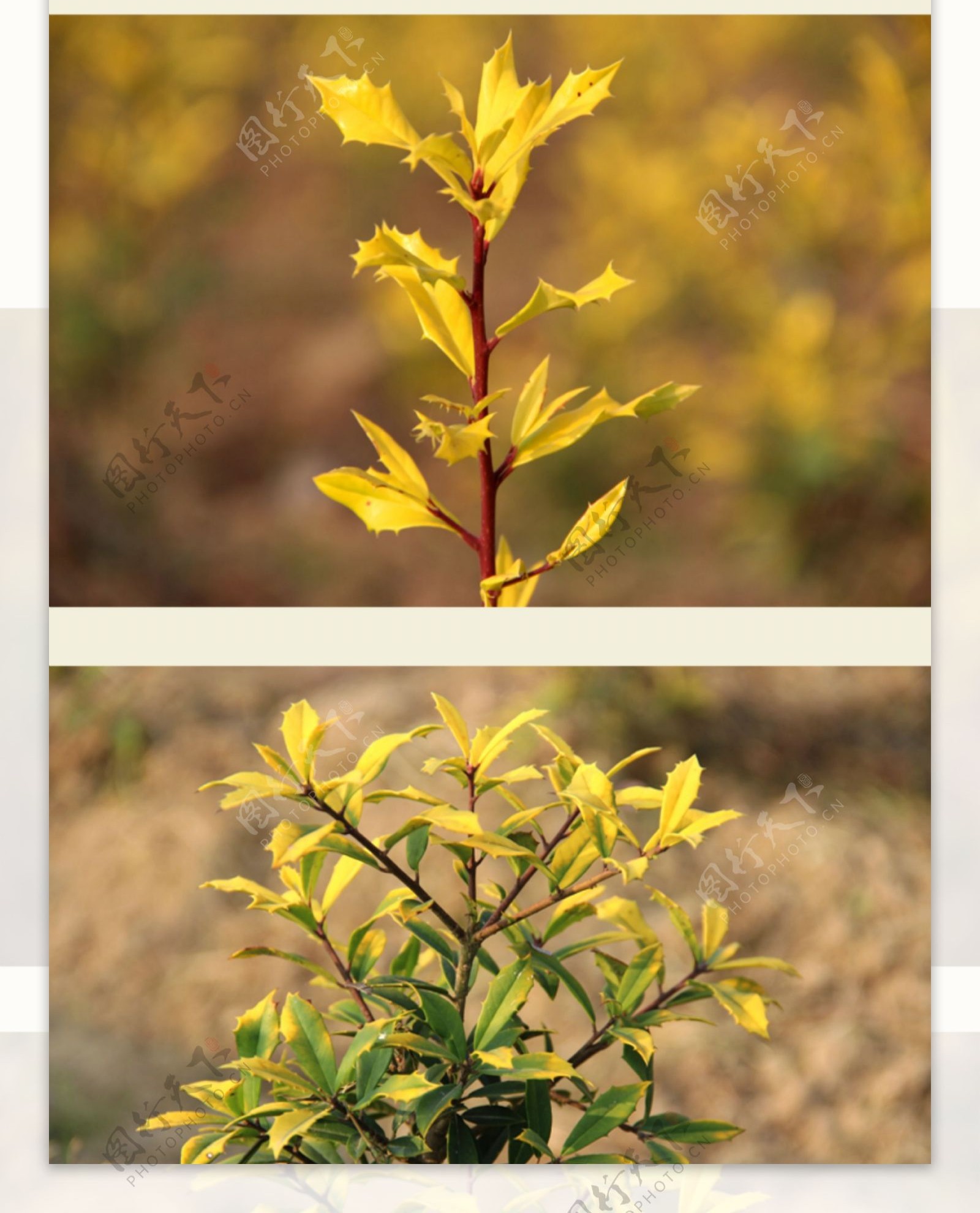 黄金构骨详情页