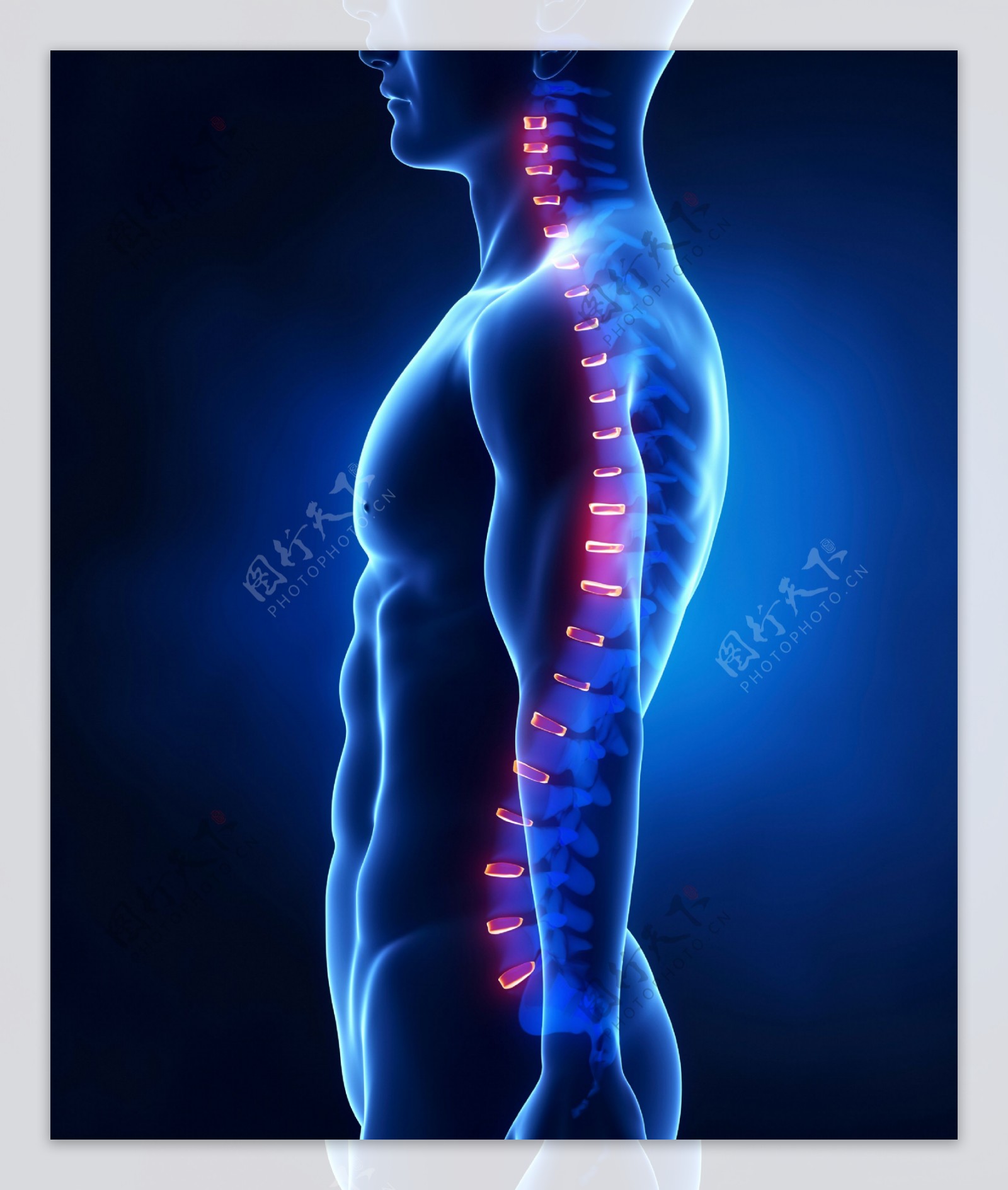 男性人体脊椎器官图片
