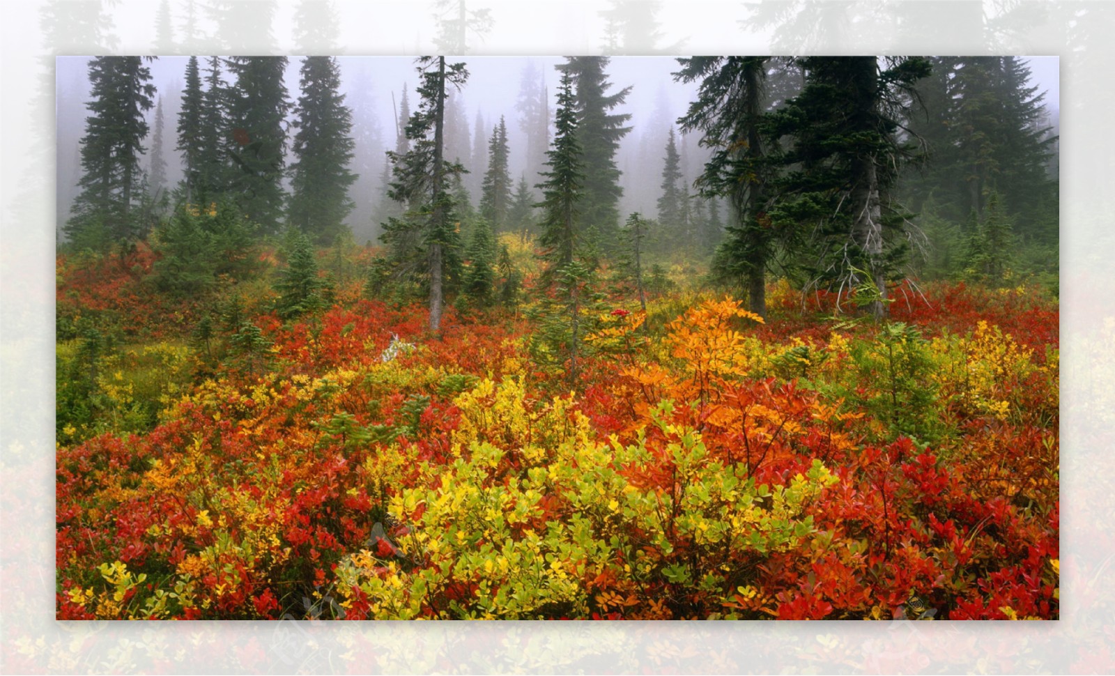 深秋雾气环绕森林图片
