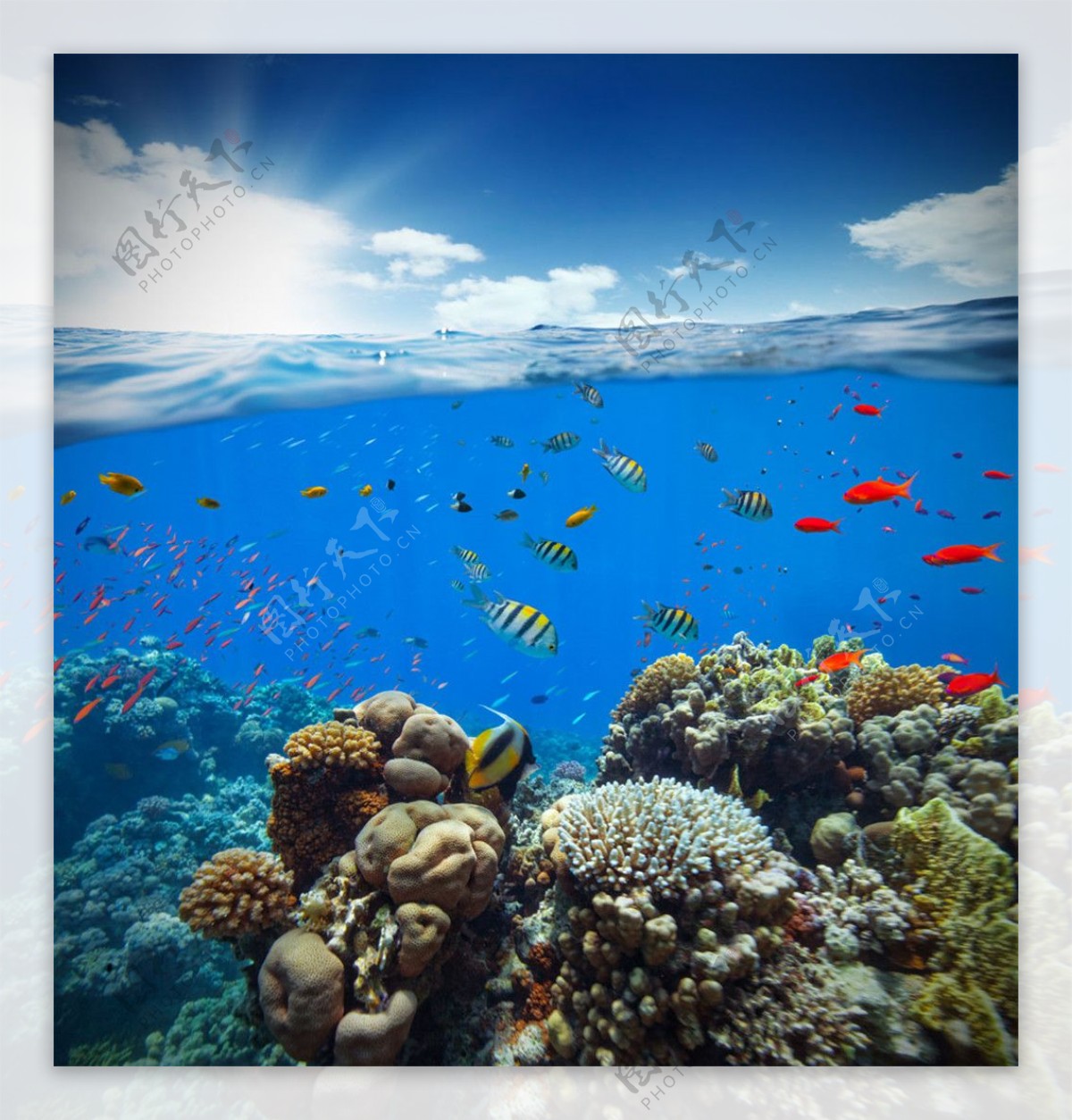 彩色鱼群珊瑚海底风光图片