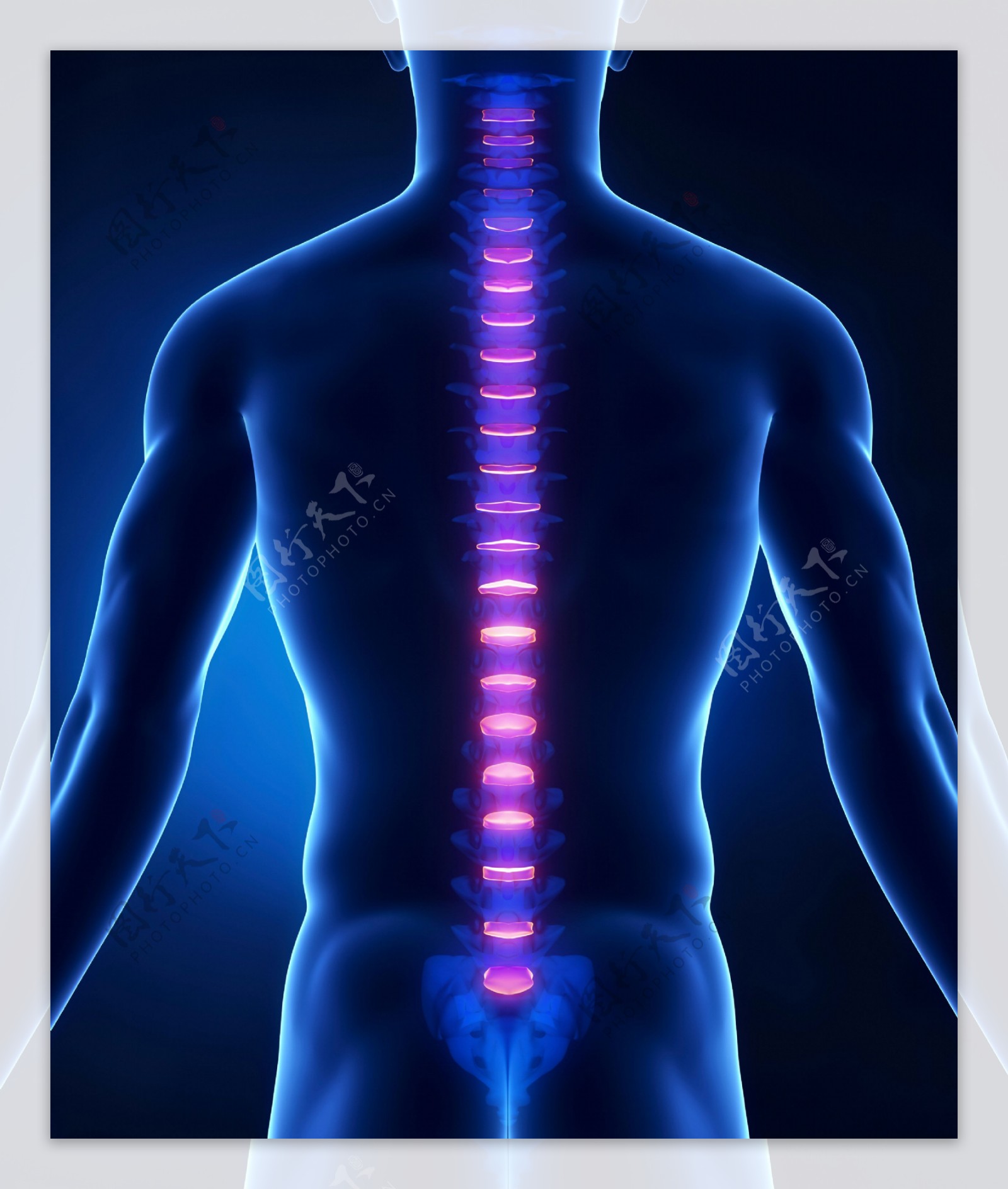 男性背部脊椎图片