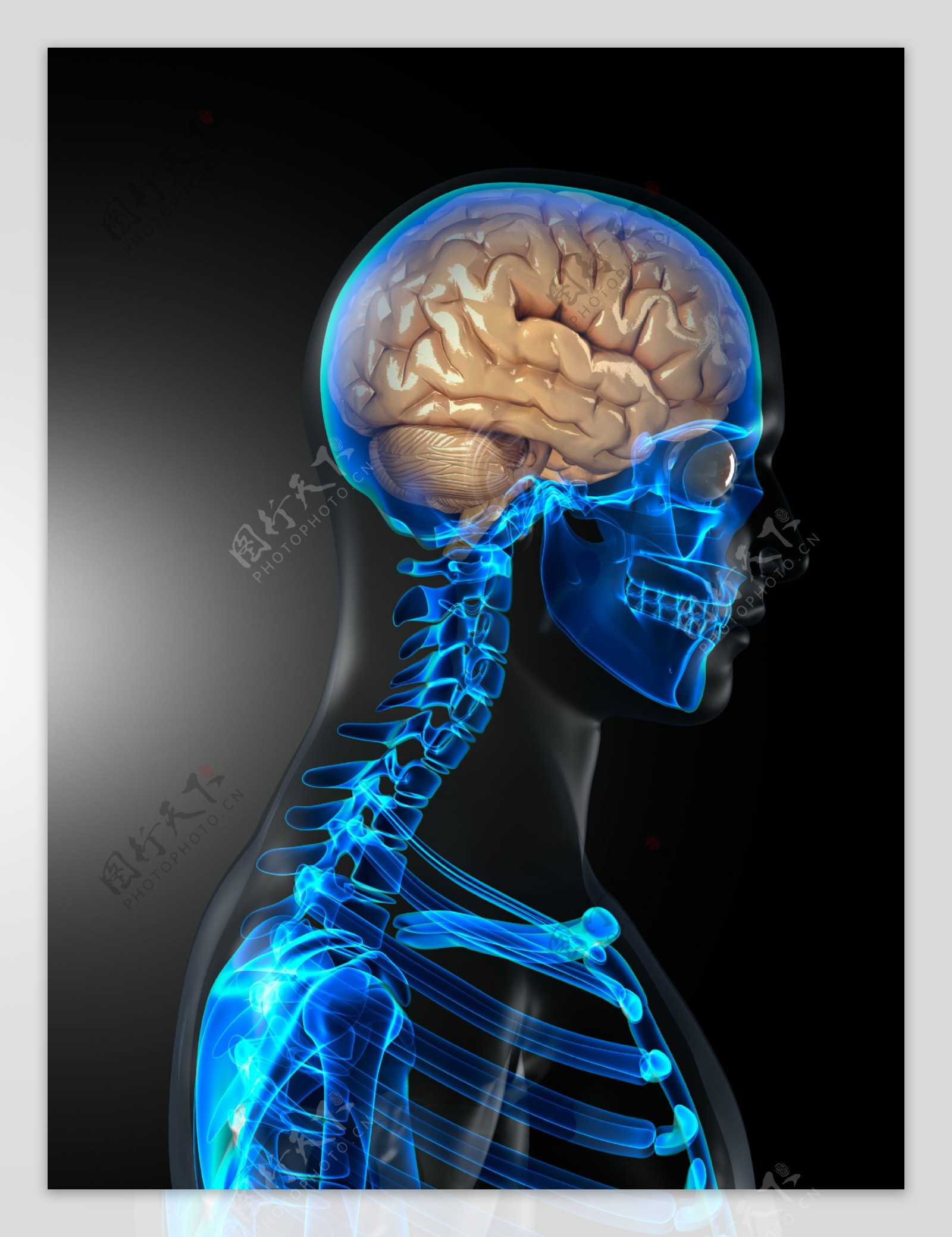 人体大脑与骨架图片