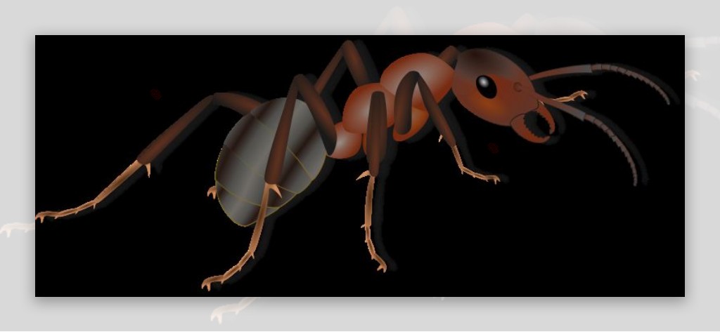蚂蚁ameise