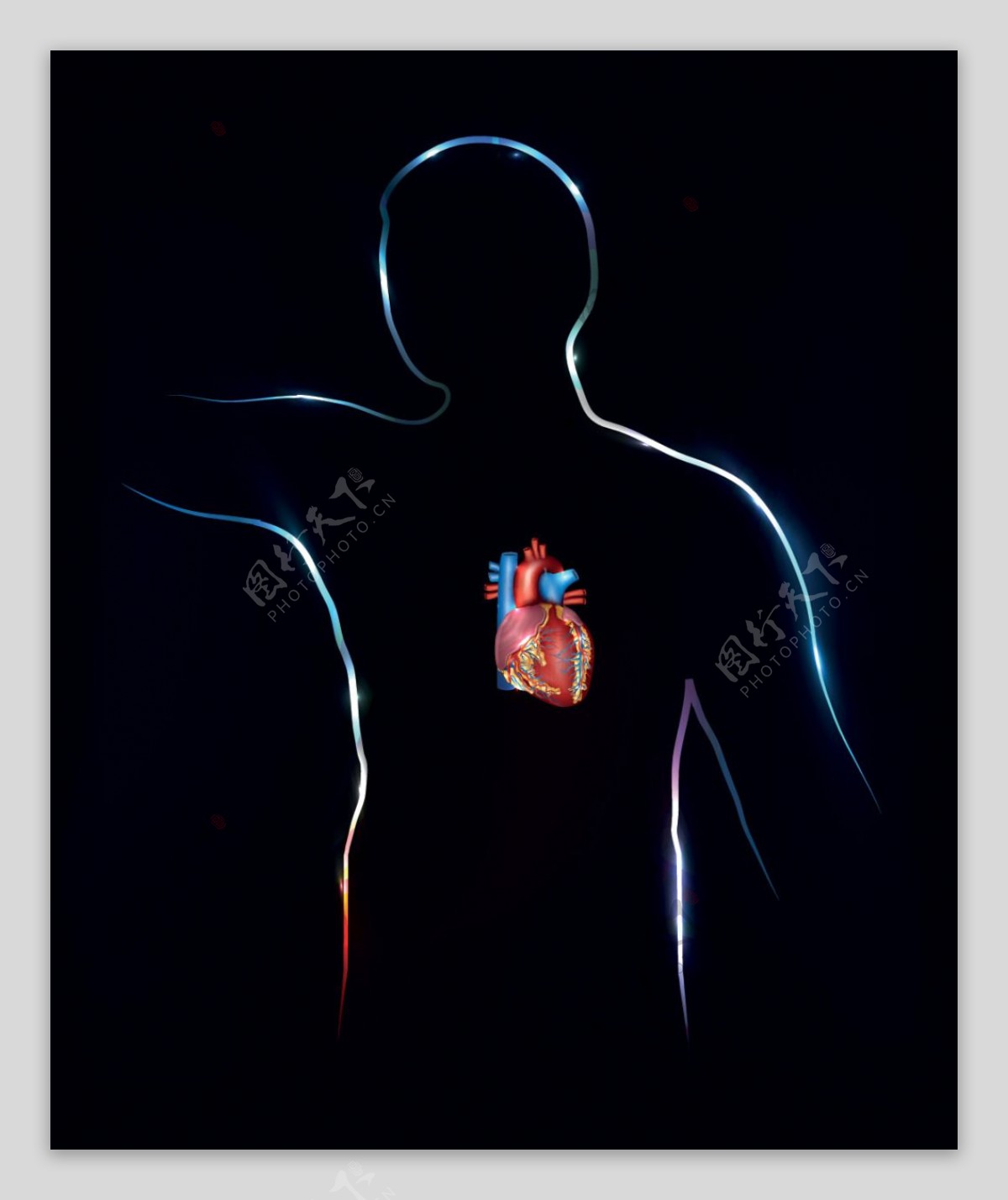 人体心脏器官设计矢量素材