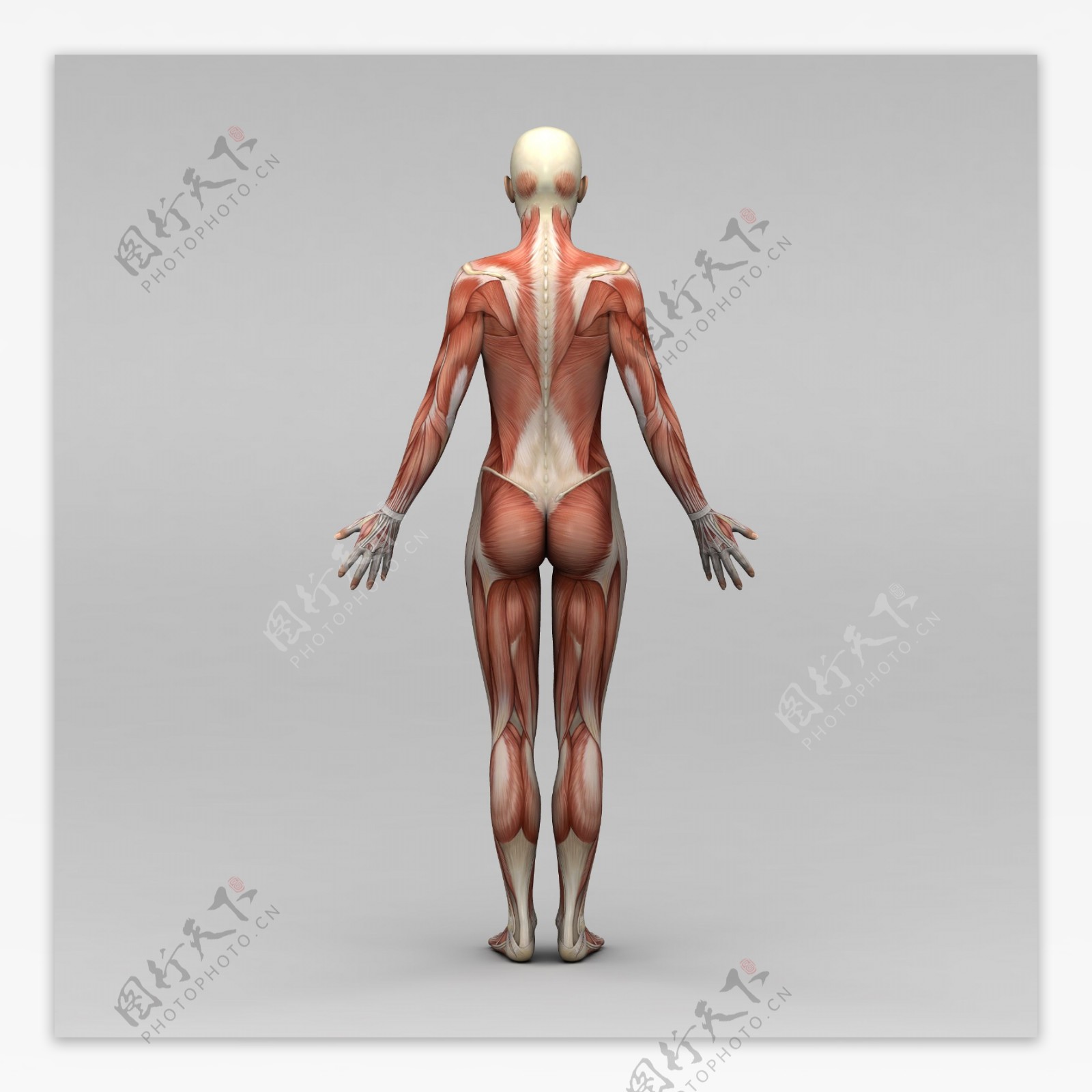 女性人体肌肉组织图片