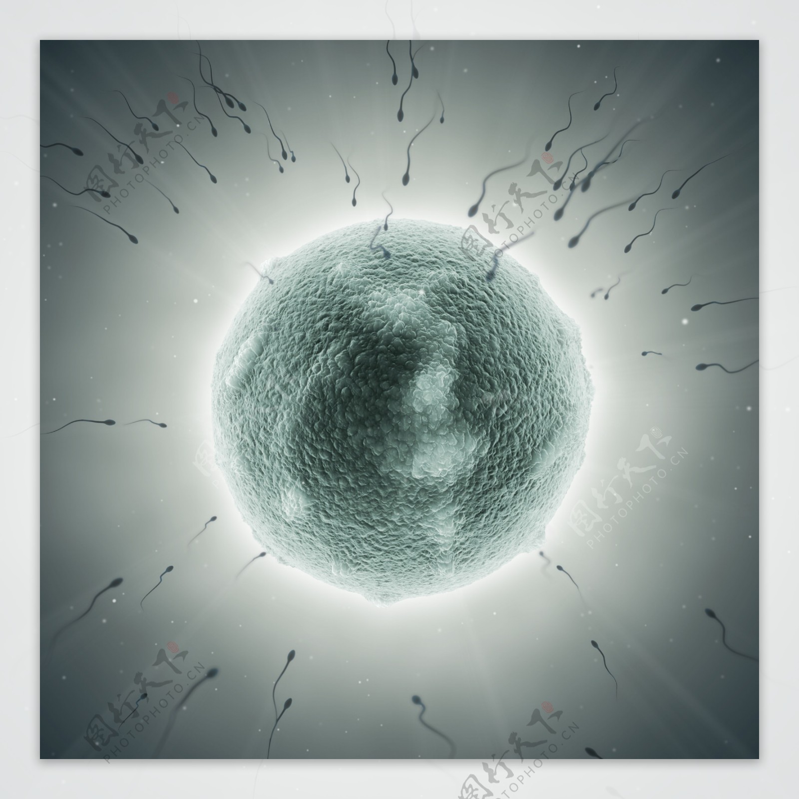 精子与卵细胞图片