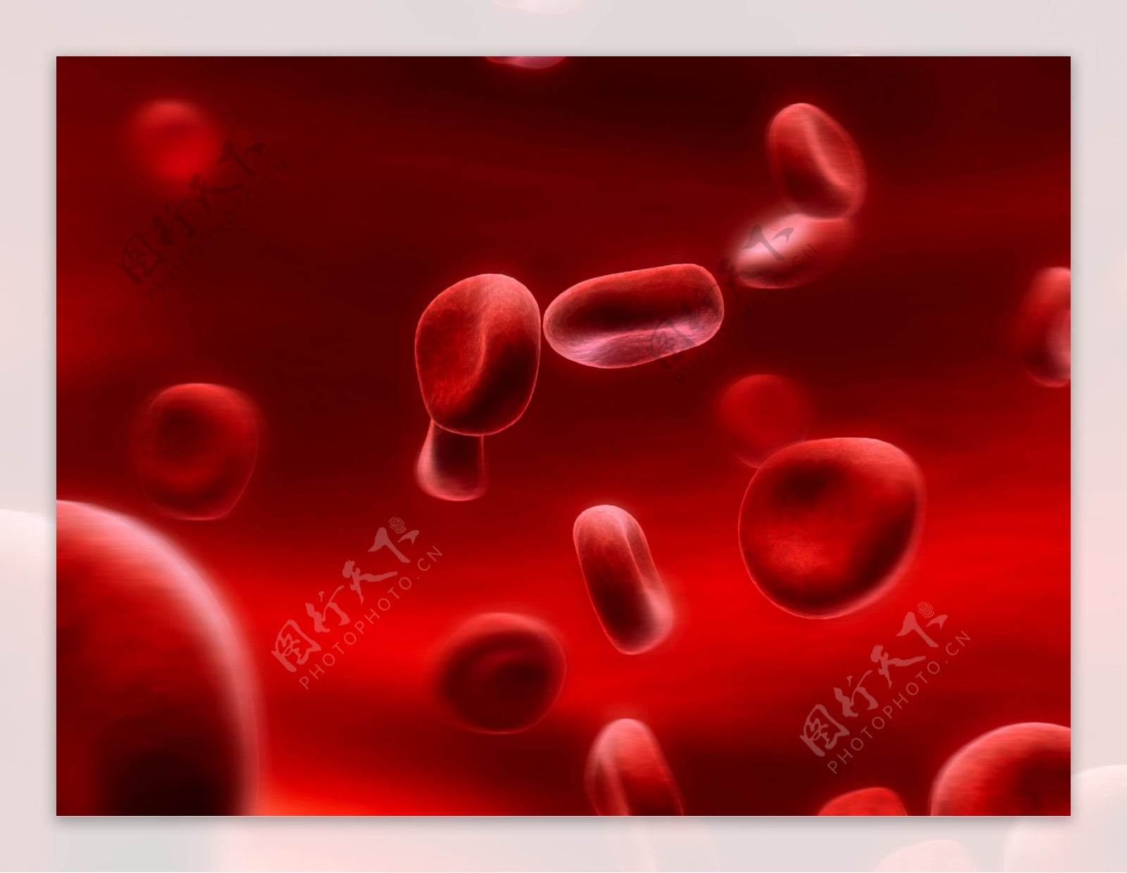 红色血细胞图片