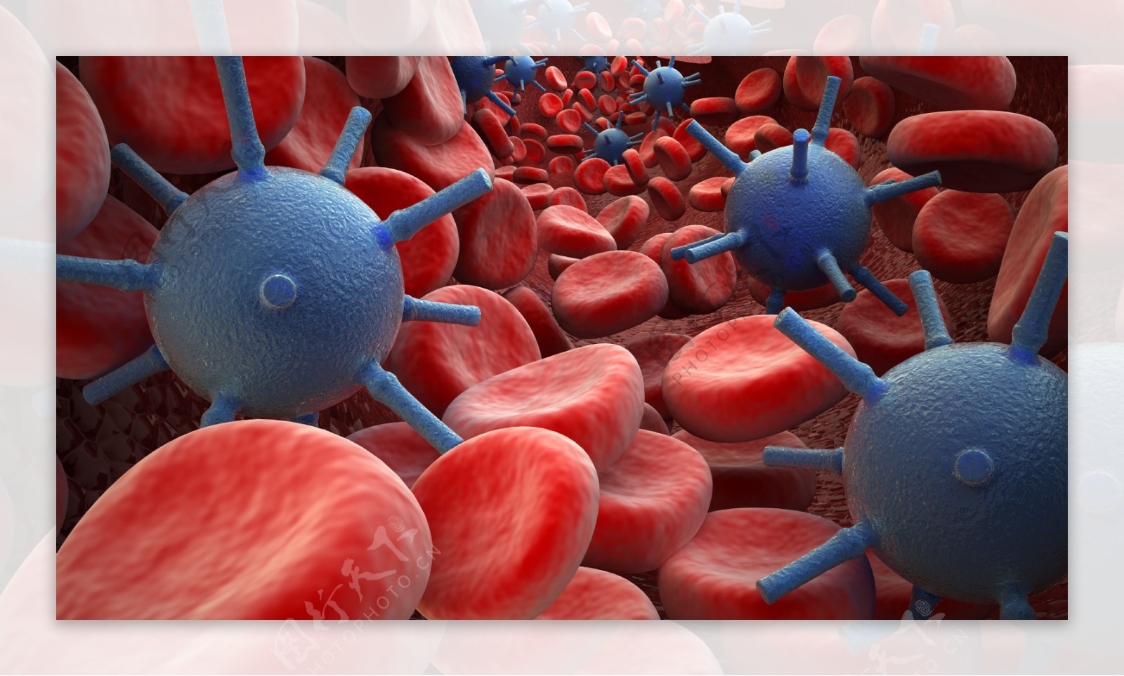 红细胞与病毒图片