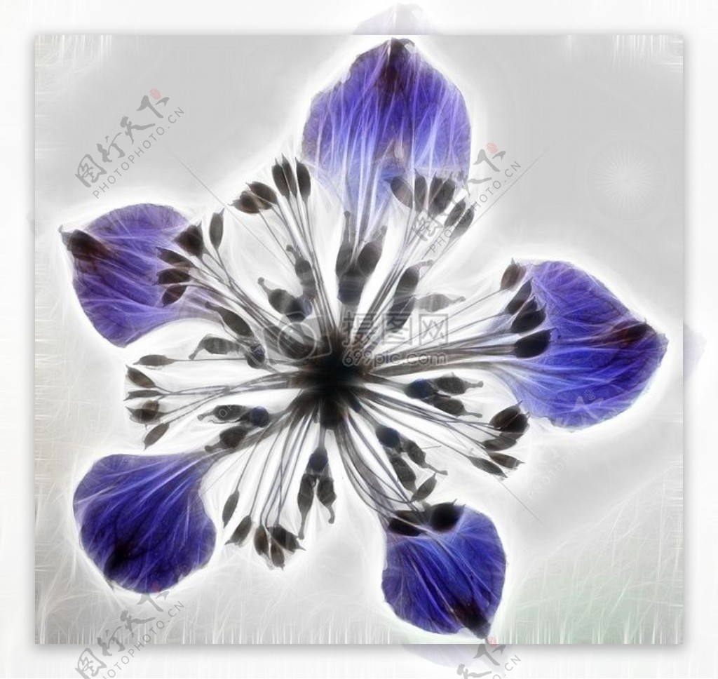 紫色花艺术图像