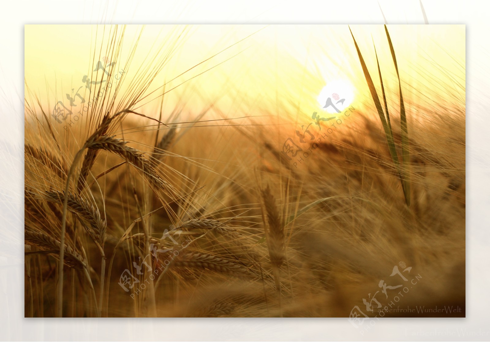 麦穗阳光图片