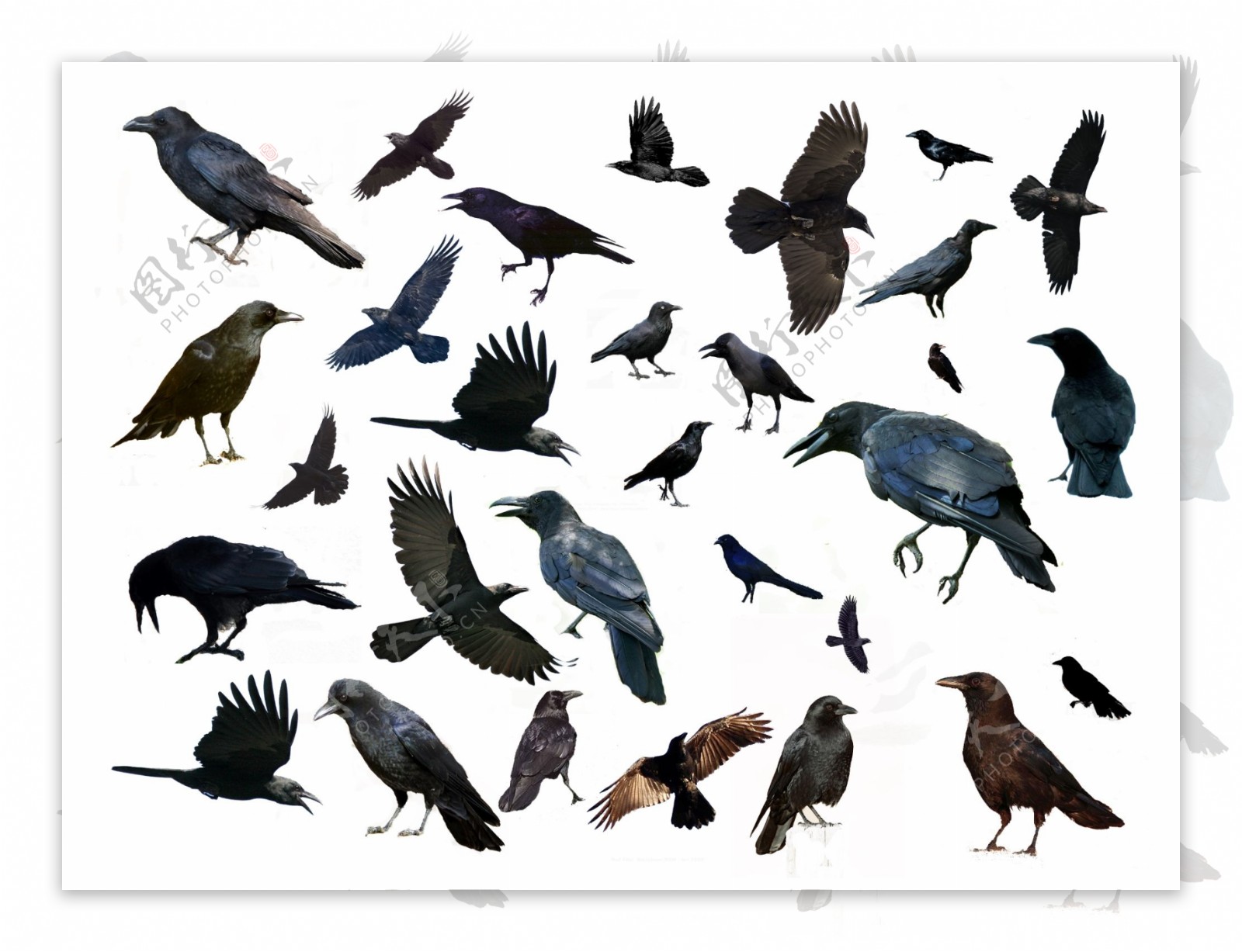 多种鸟分层