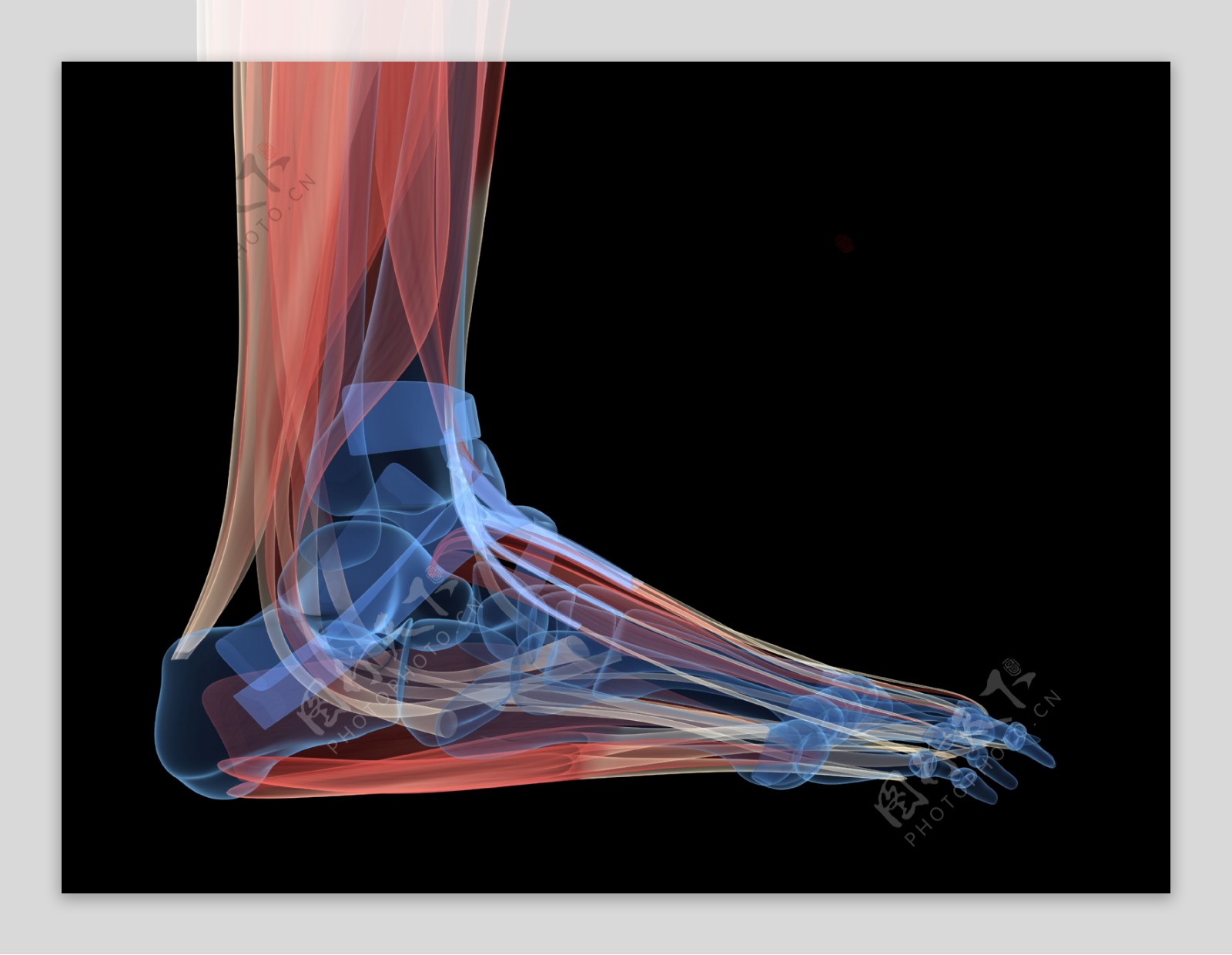 脚部肌肉组织图片