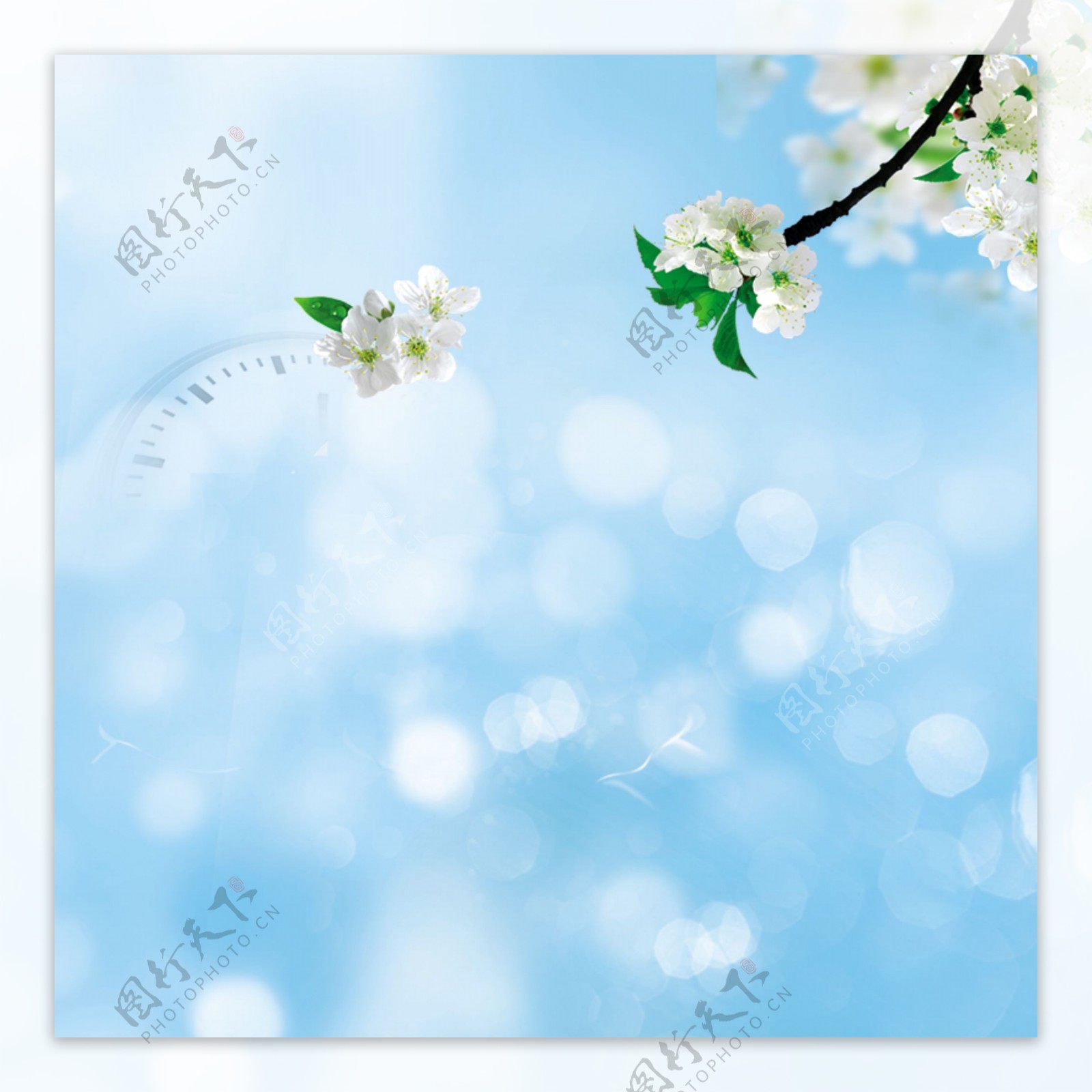 小清新蓝色花朵春季背景