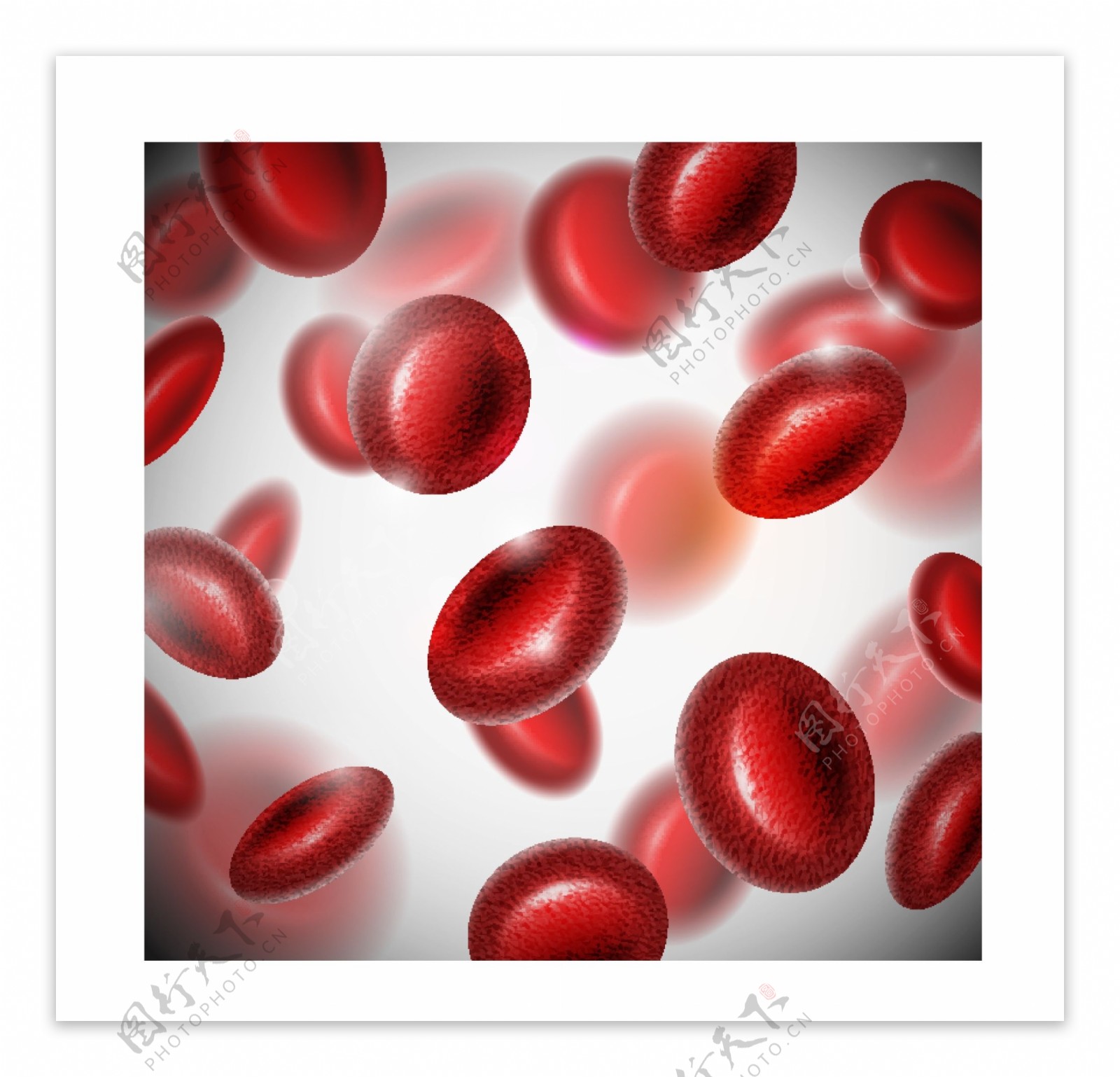红血球图片