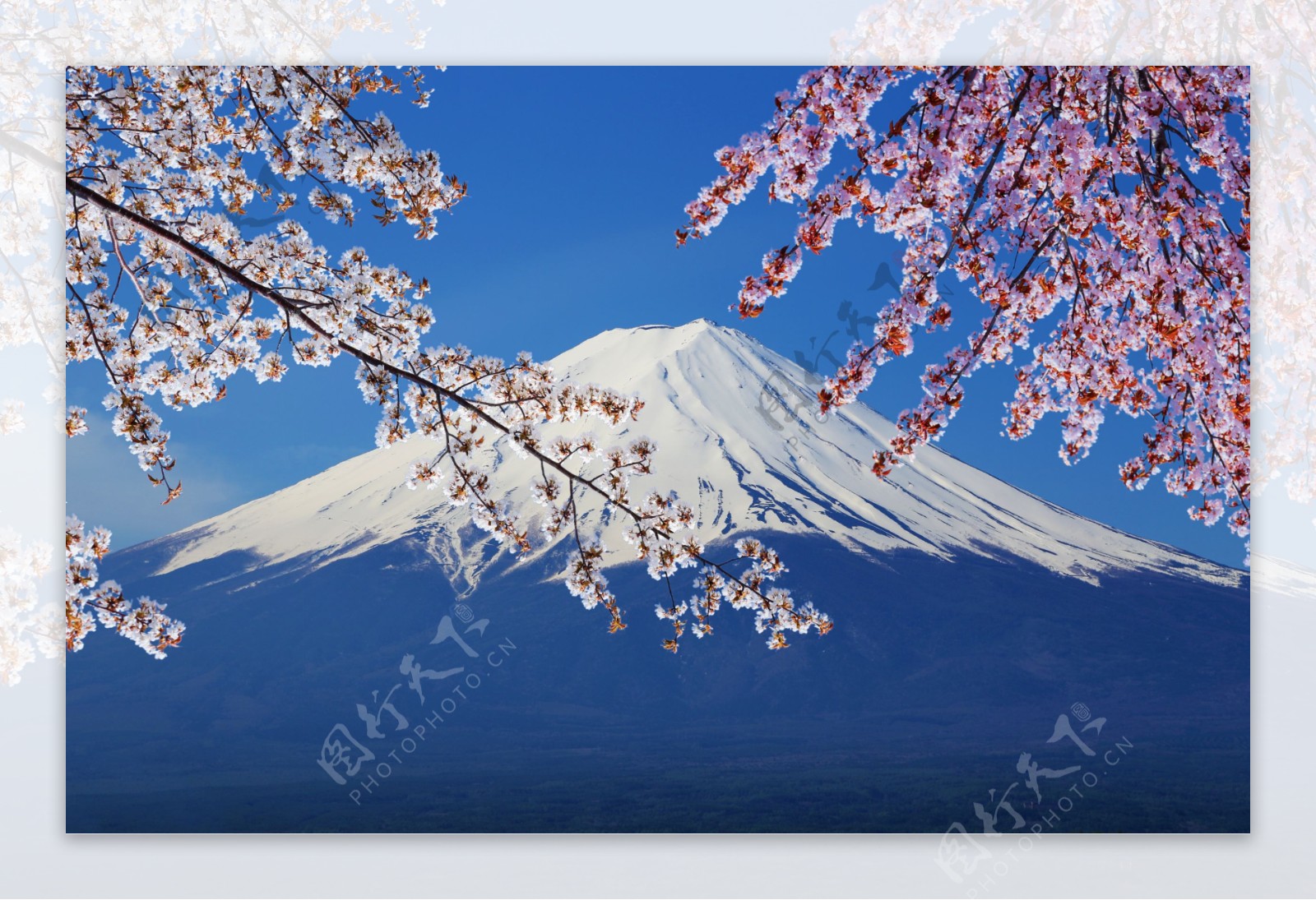 飽覽富士山、櫻花、五重塔的“The Japan”絕景景點「忠靈塔」欣賞方式｜欣傳媒