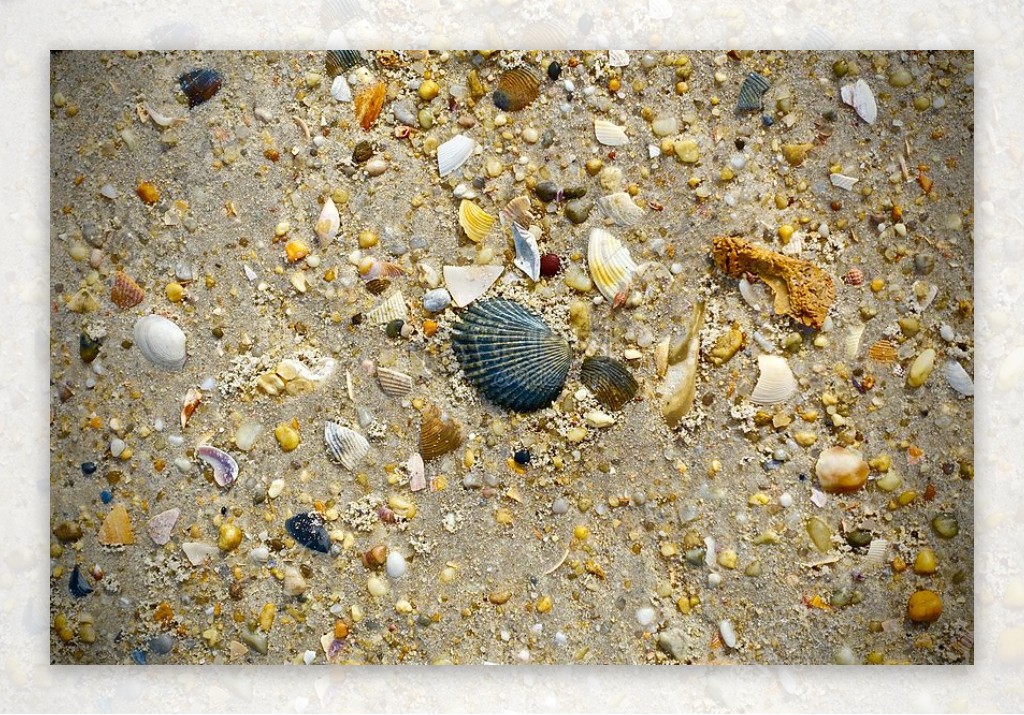 海滩上的贝壳