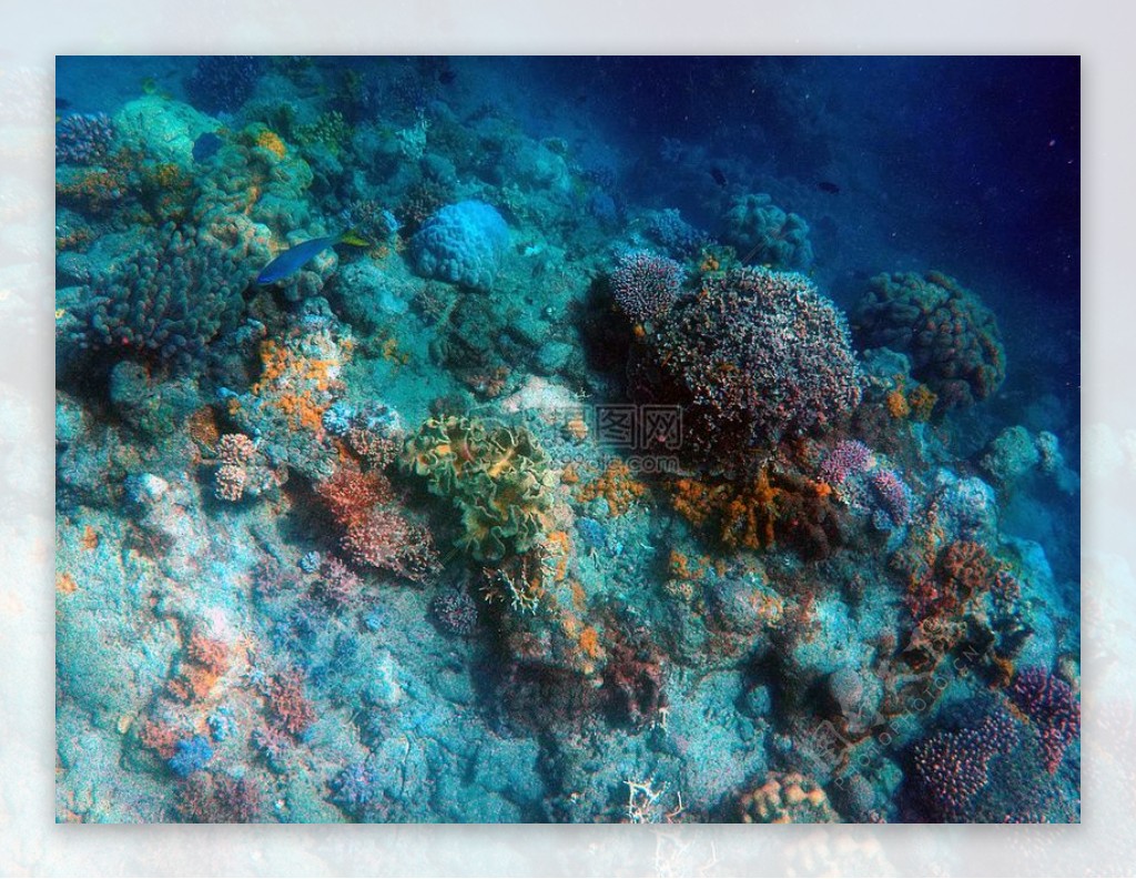 湖底的珊瑚雕