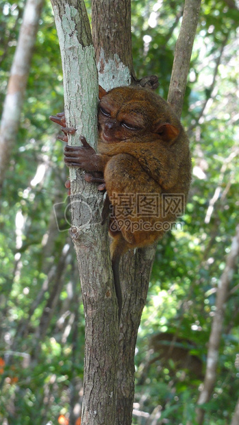 阳光下的眼镜猴