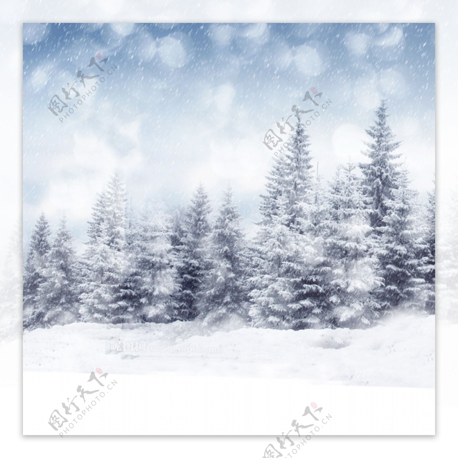冬季松树雪景