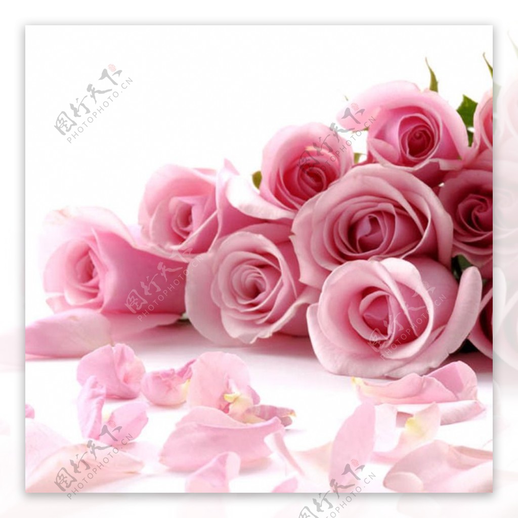 粉色玫瑰花梦幻背景图