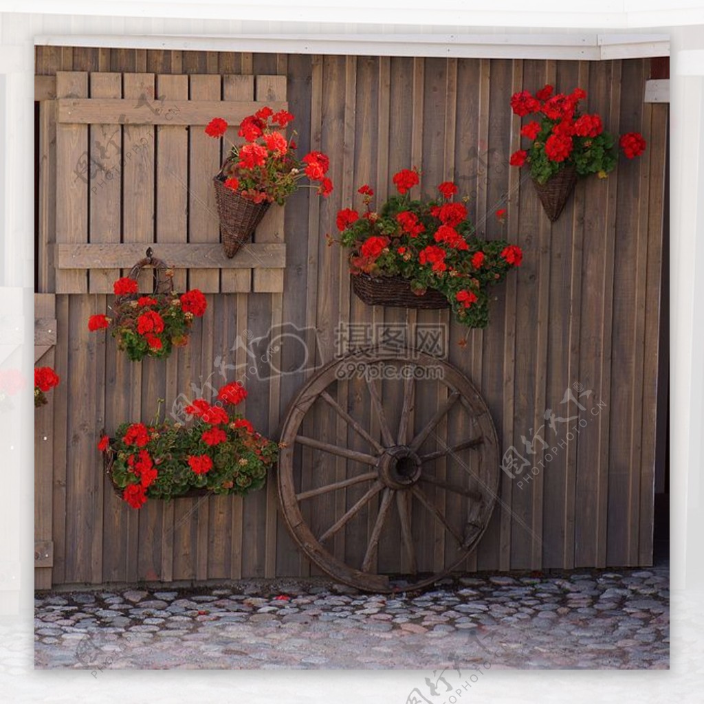 墙上的红色鲜花