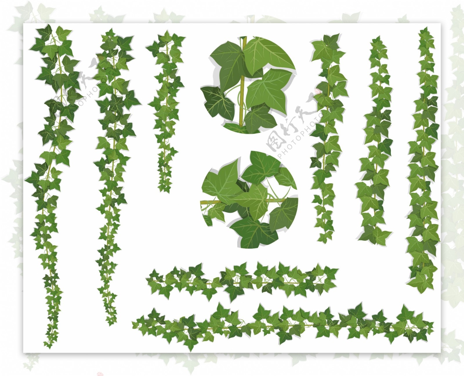 绿色蔓藤植物插画