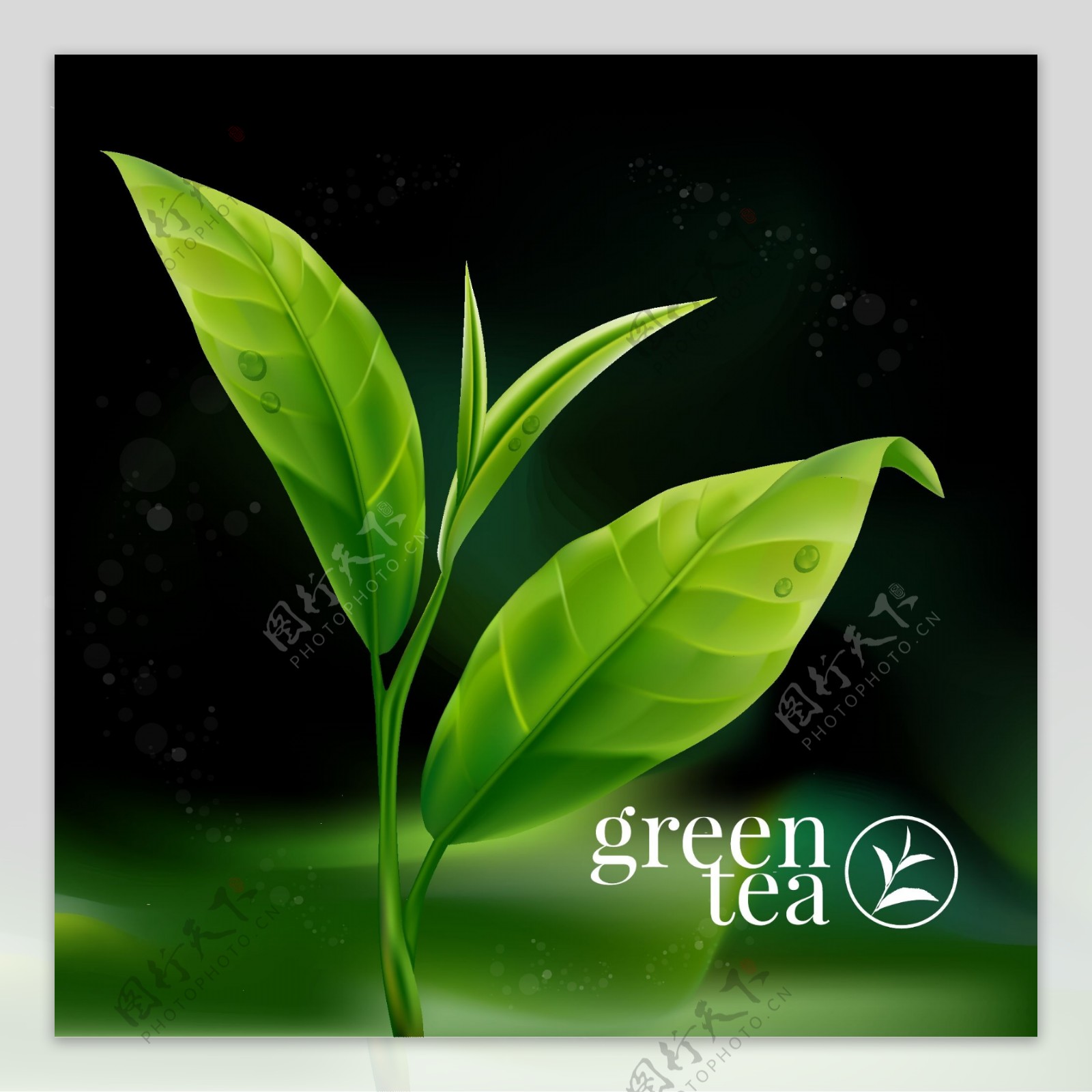 绿色带露水的茶叶插画