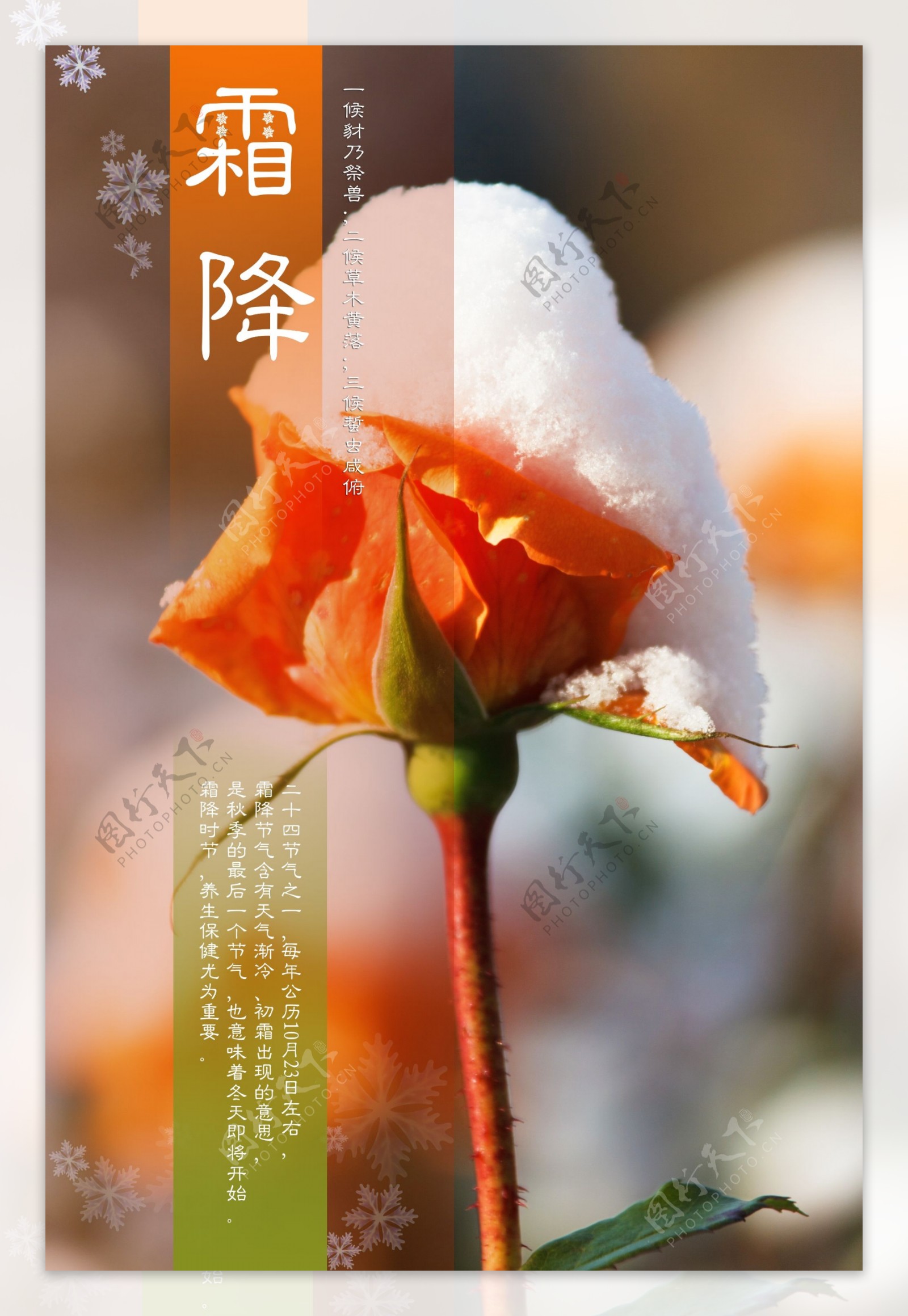 霜降花朵背景二十四节气节日海报