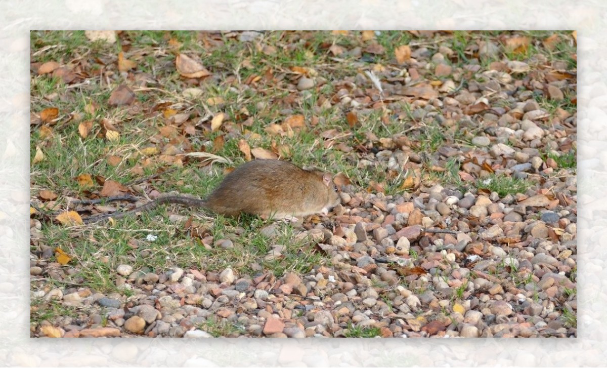实拍草地上寻找食物的小老鼠视频素材