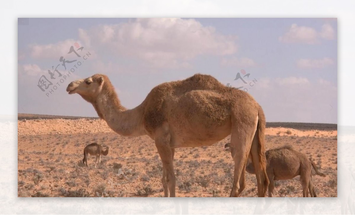 实拍沙漠里的骆驼视频素材