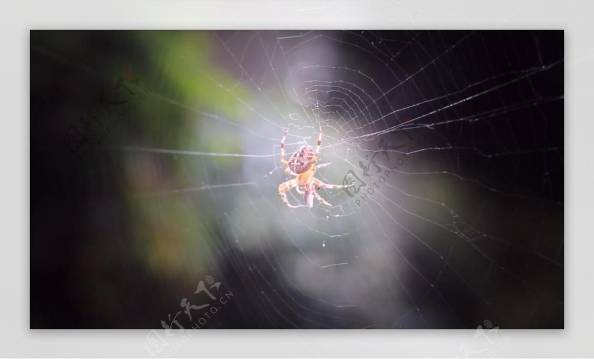 实拍蜘蛛网上不断爬行的蜘蛛视频素材