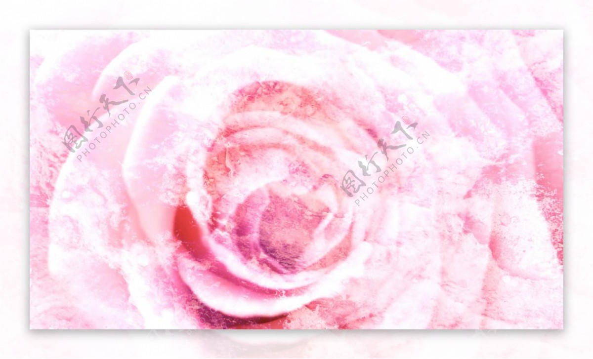 粉红玫瑰纹理梦幻温馨情景视频素材