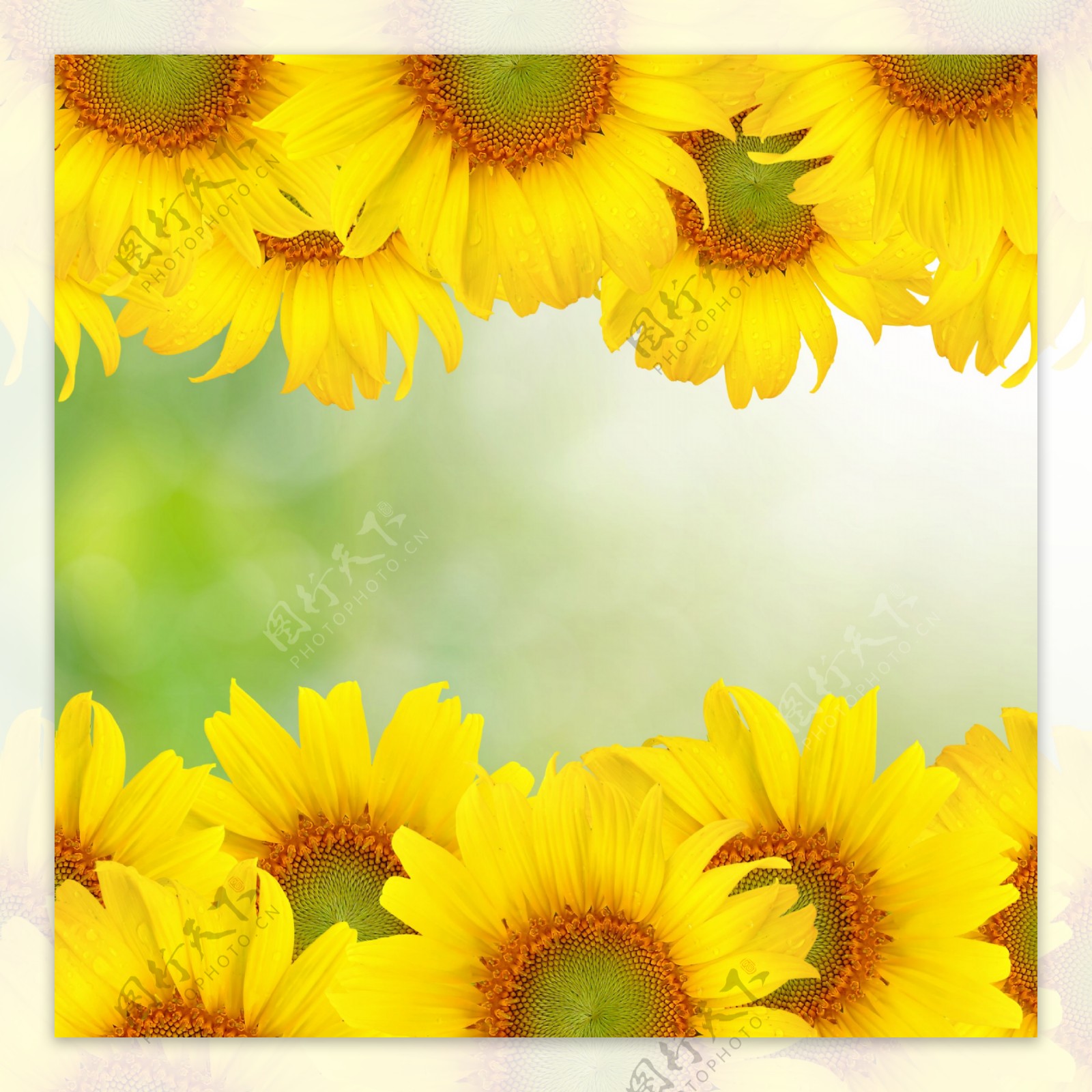 3D彩绘向日葵背景墙