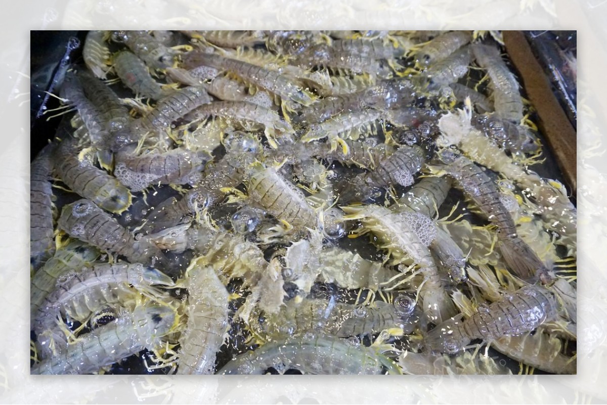 泰国濑尿虾