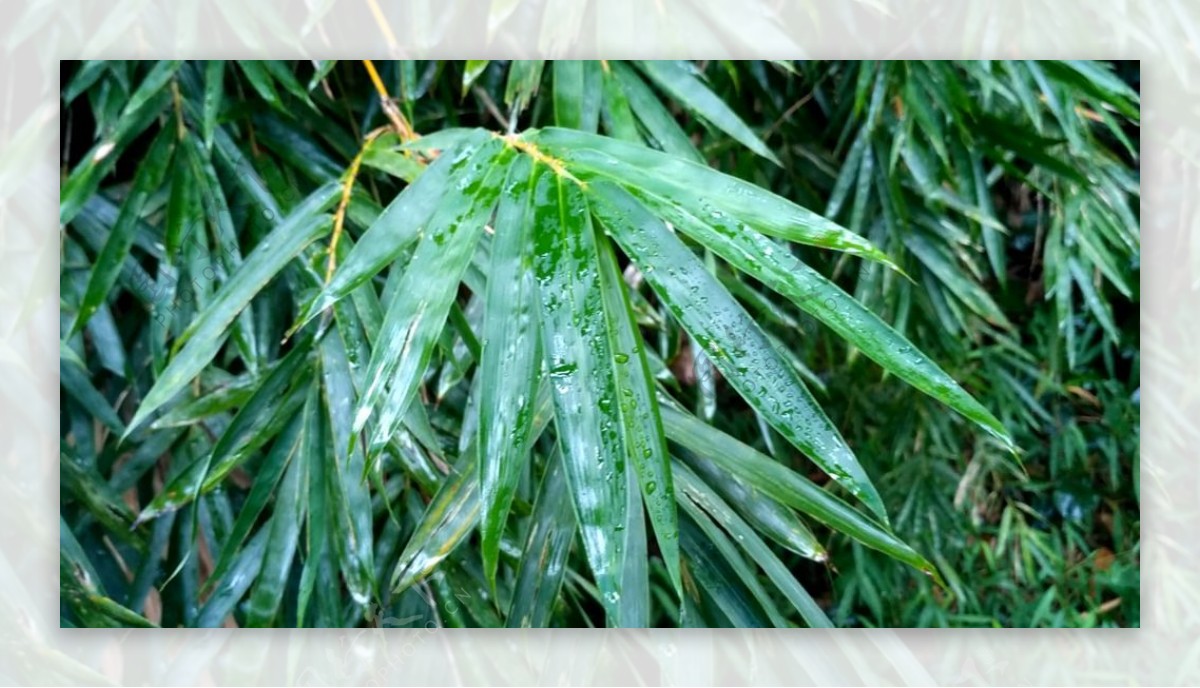 雨天的竹叶视频