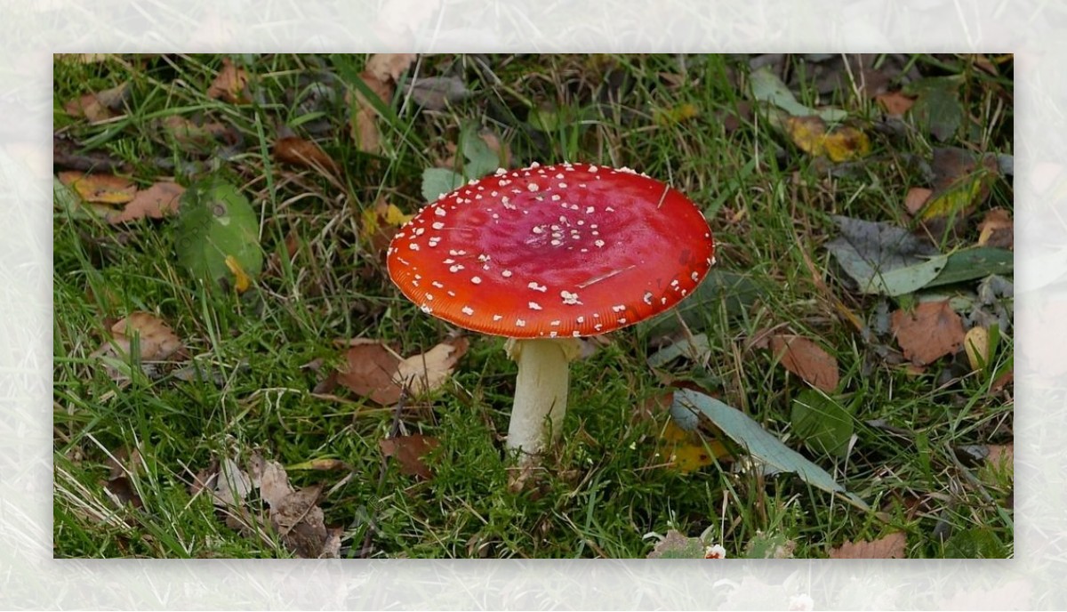 漂亮红蘑菇
