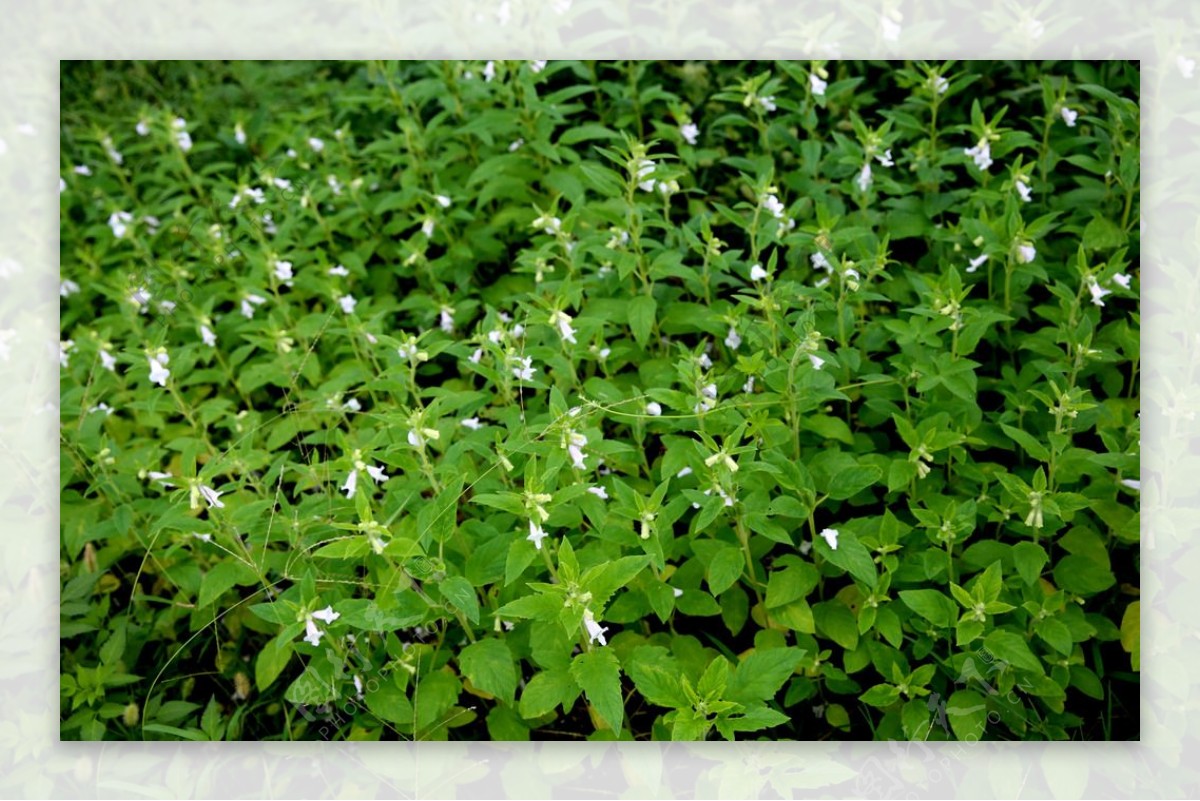 芝麻开花