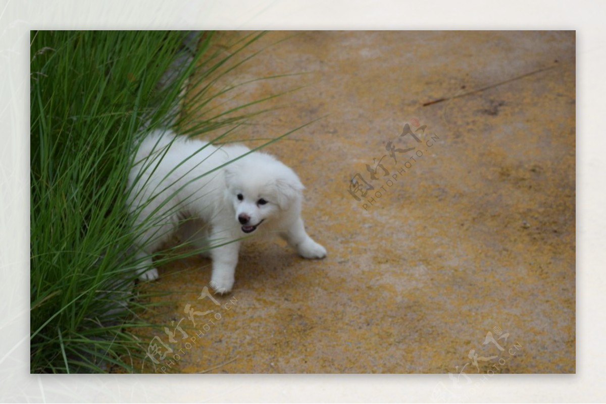 大白熊幼犬