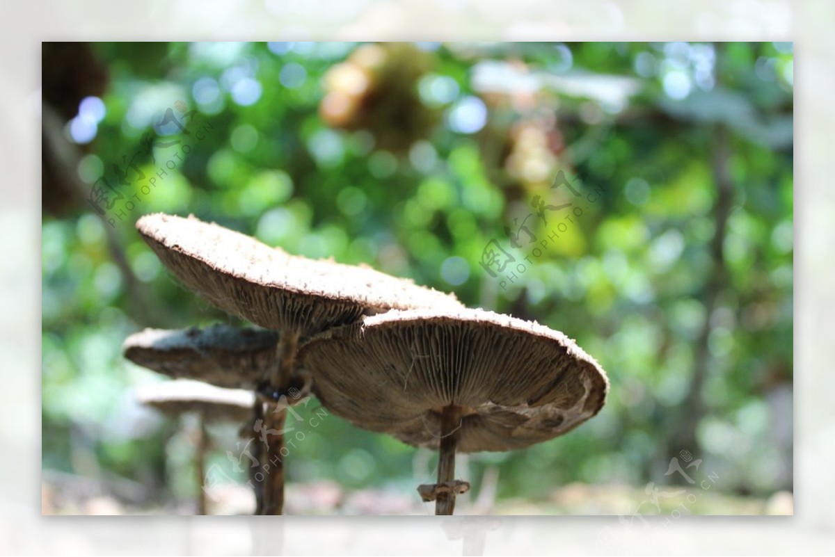 野生蘑菇