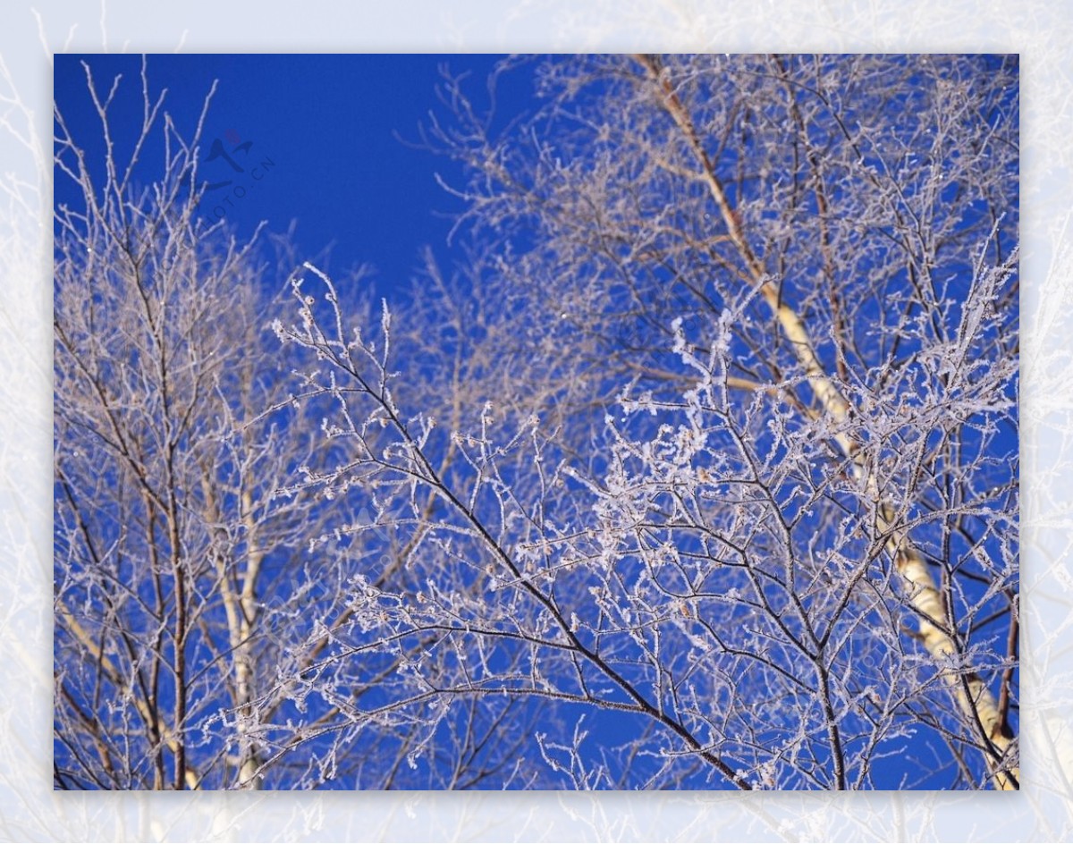 冬季天空树木