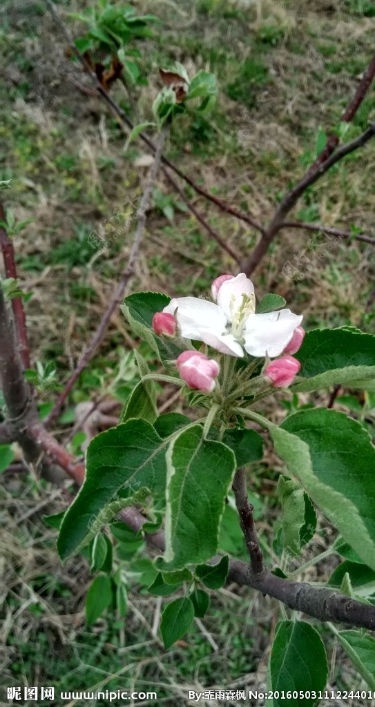 苹果花