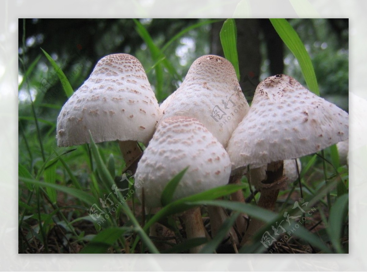 6月9日上海植物园蘑菇