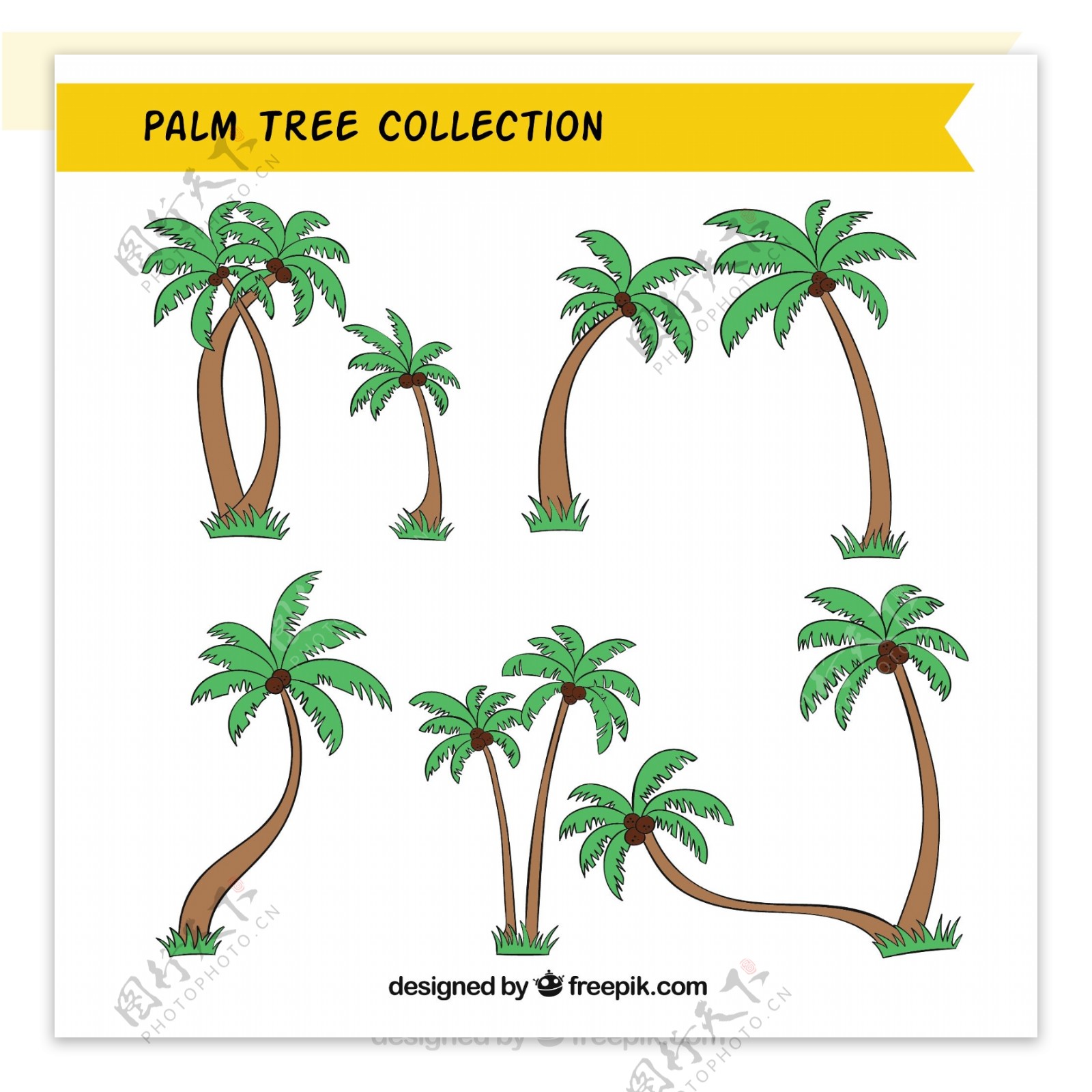 手收棕榈树的收集