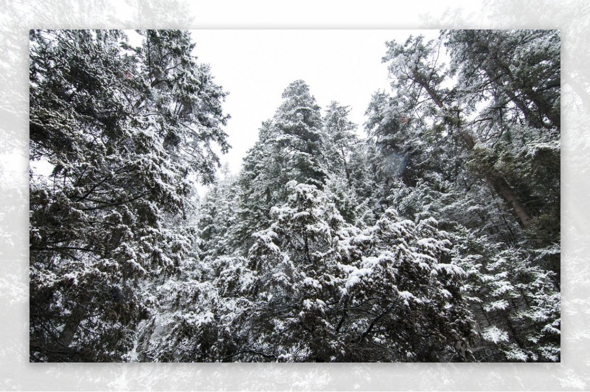 森林之雪