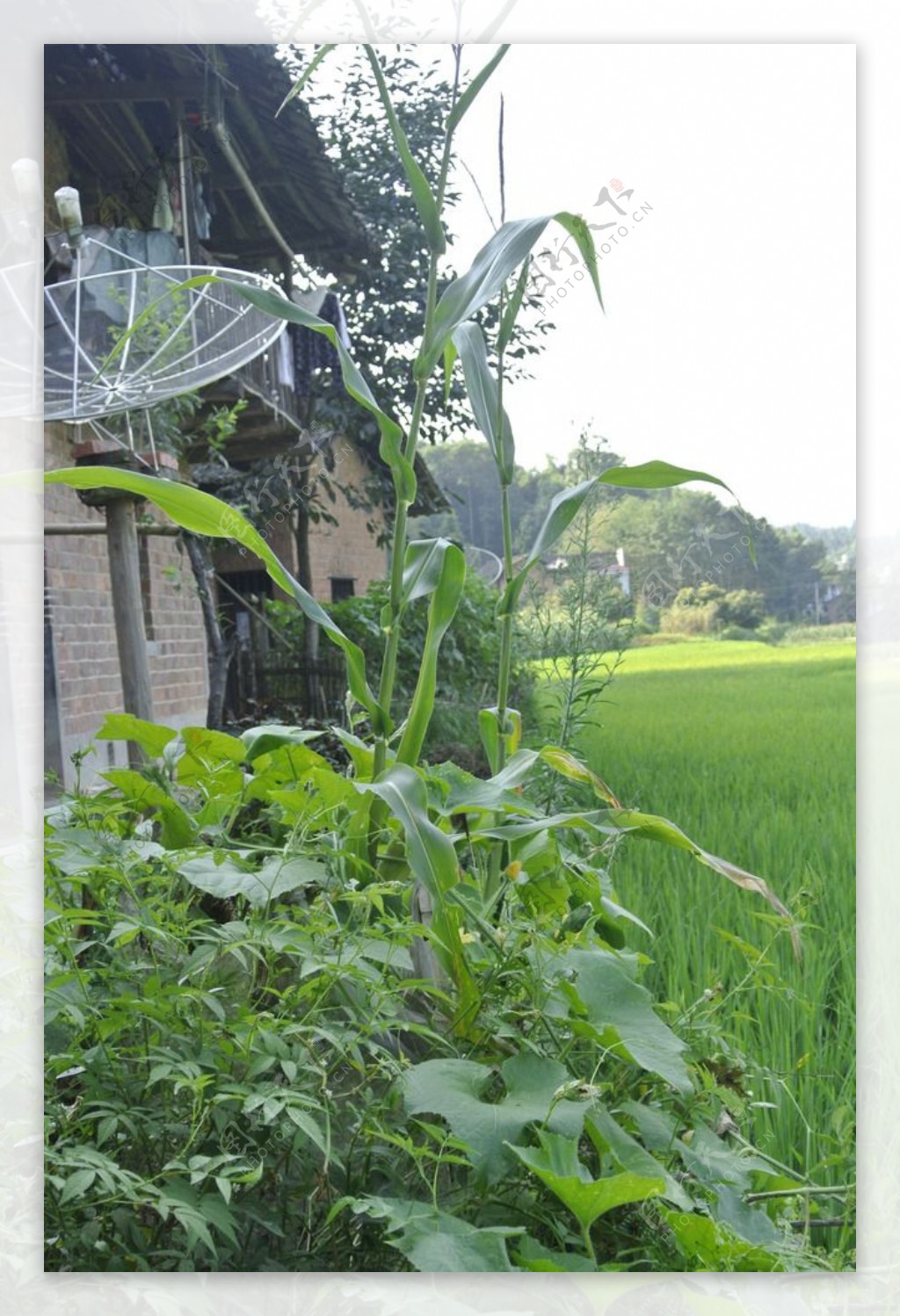 乡村民房